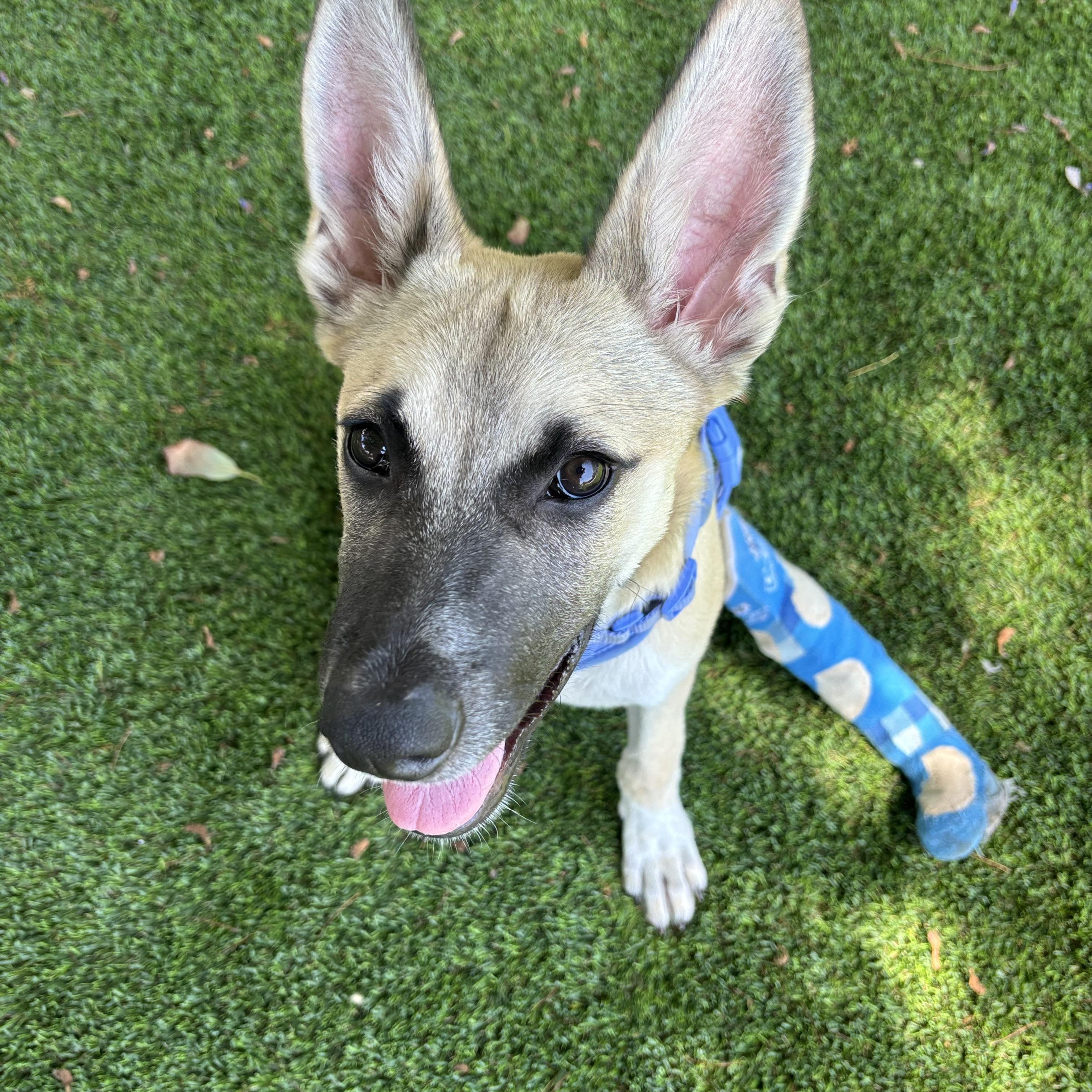 Enlarge Benny, a ADOPTABLE Belgian Shepherd / Malinois in Carlsbad, CA image 4/5