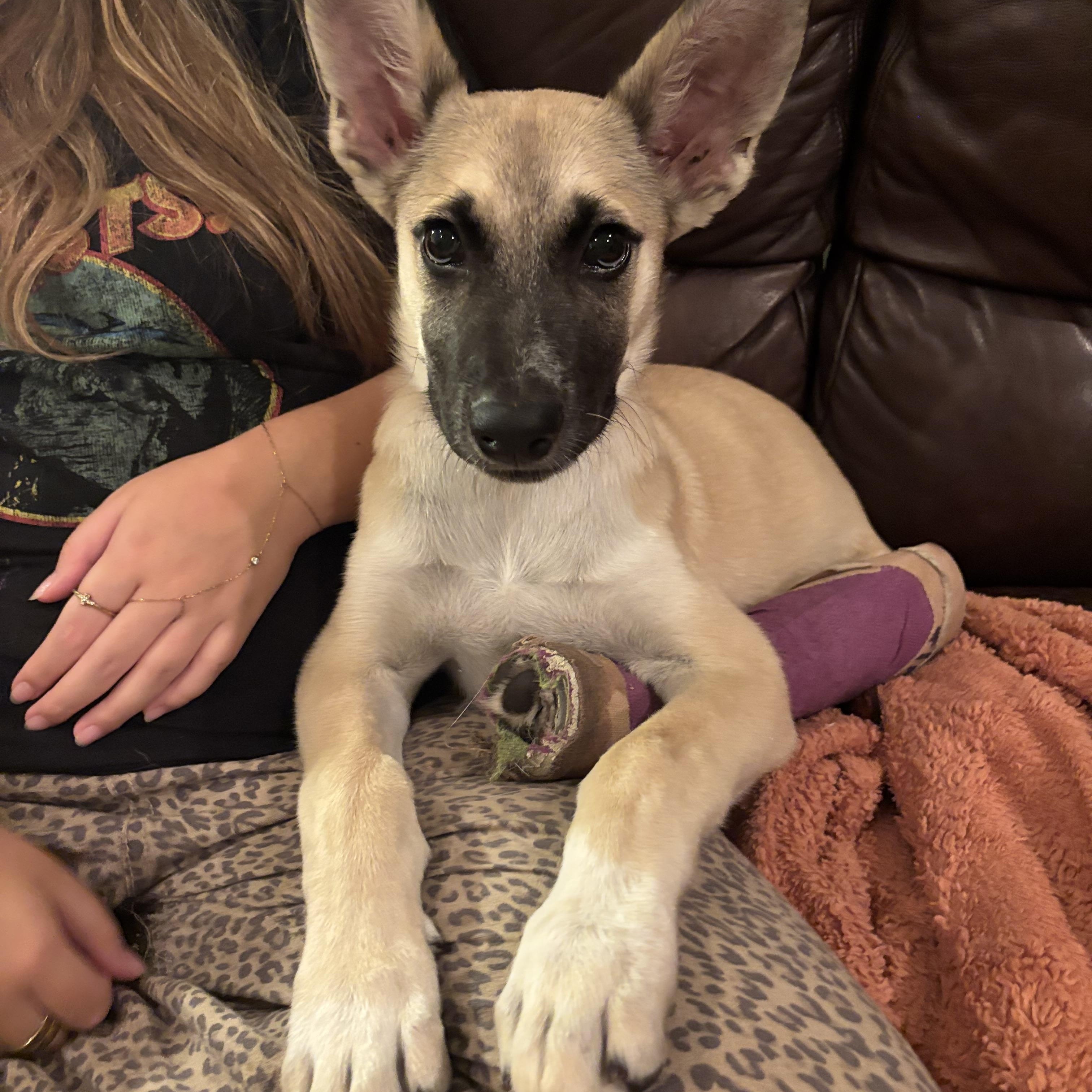 Enlarge Benny, a ADOPTABLE Belgian Shepherd / Malinois in Carlsbad, CA image 2/5