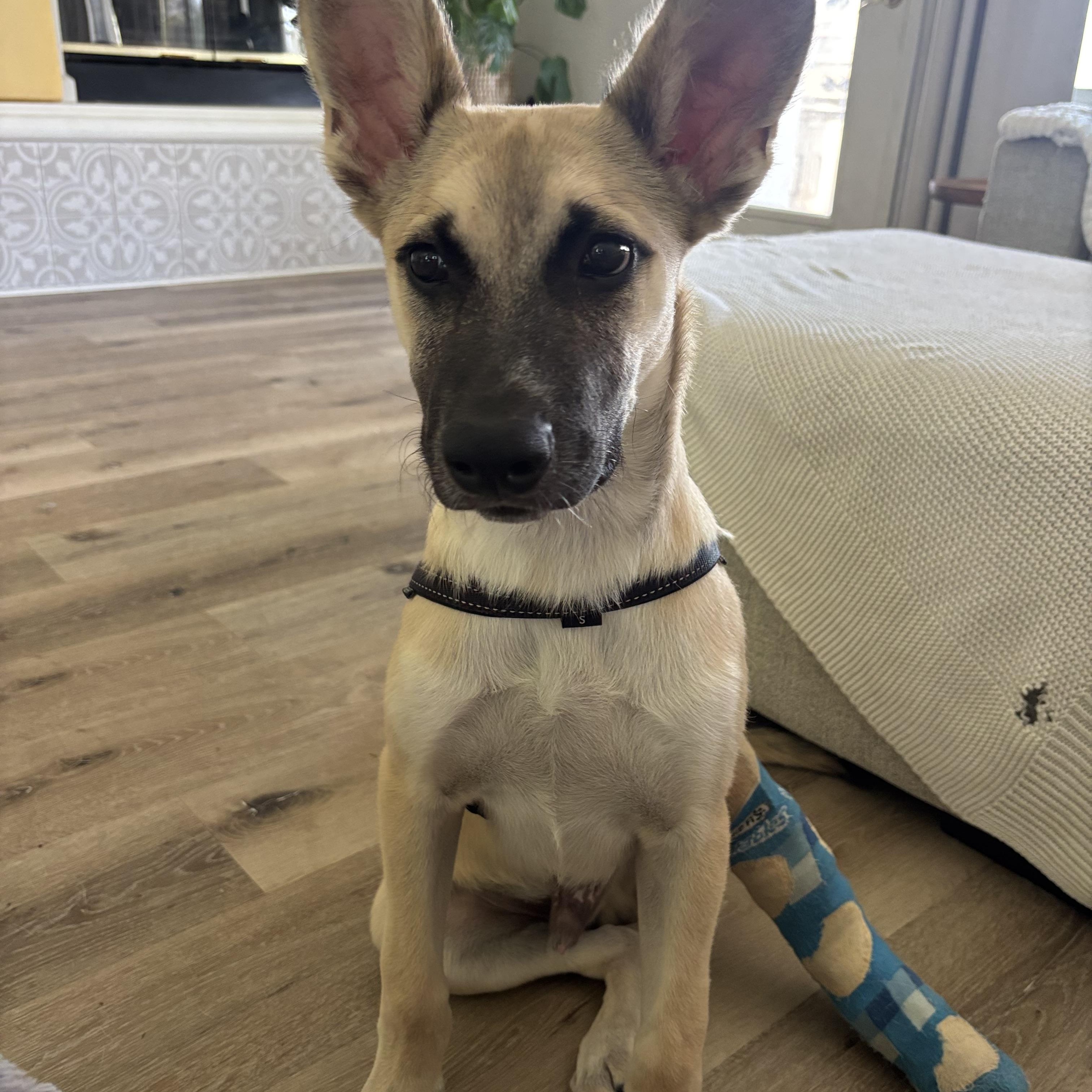 Enlarge Benny, a ADOPTABLE Belgian Shepherd / Malinois in Carlsbad, CA image 5/5