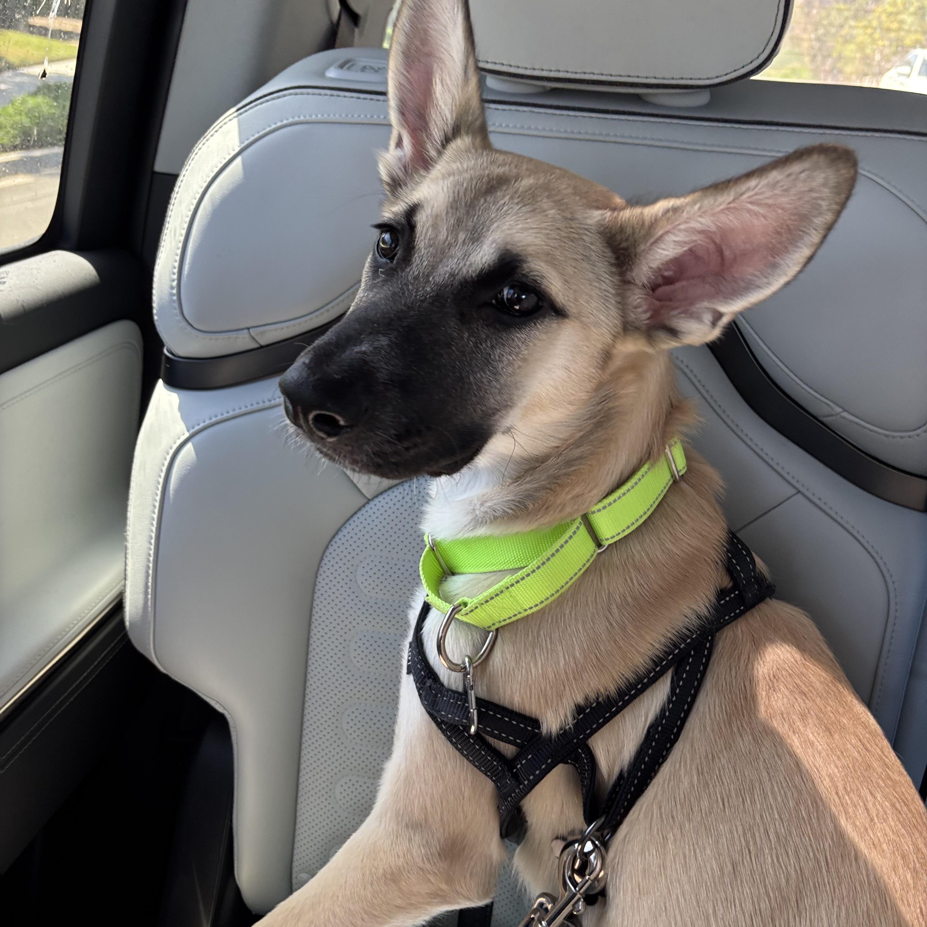 Benny, ADOPTABLE, Puppy Male Belgian Shepherd / Malinois.