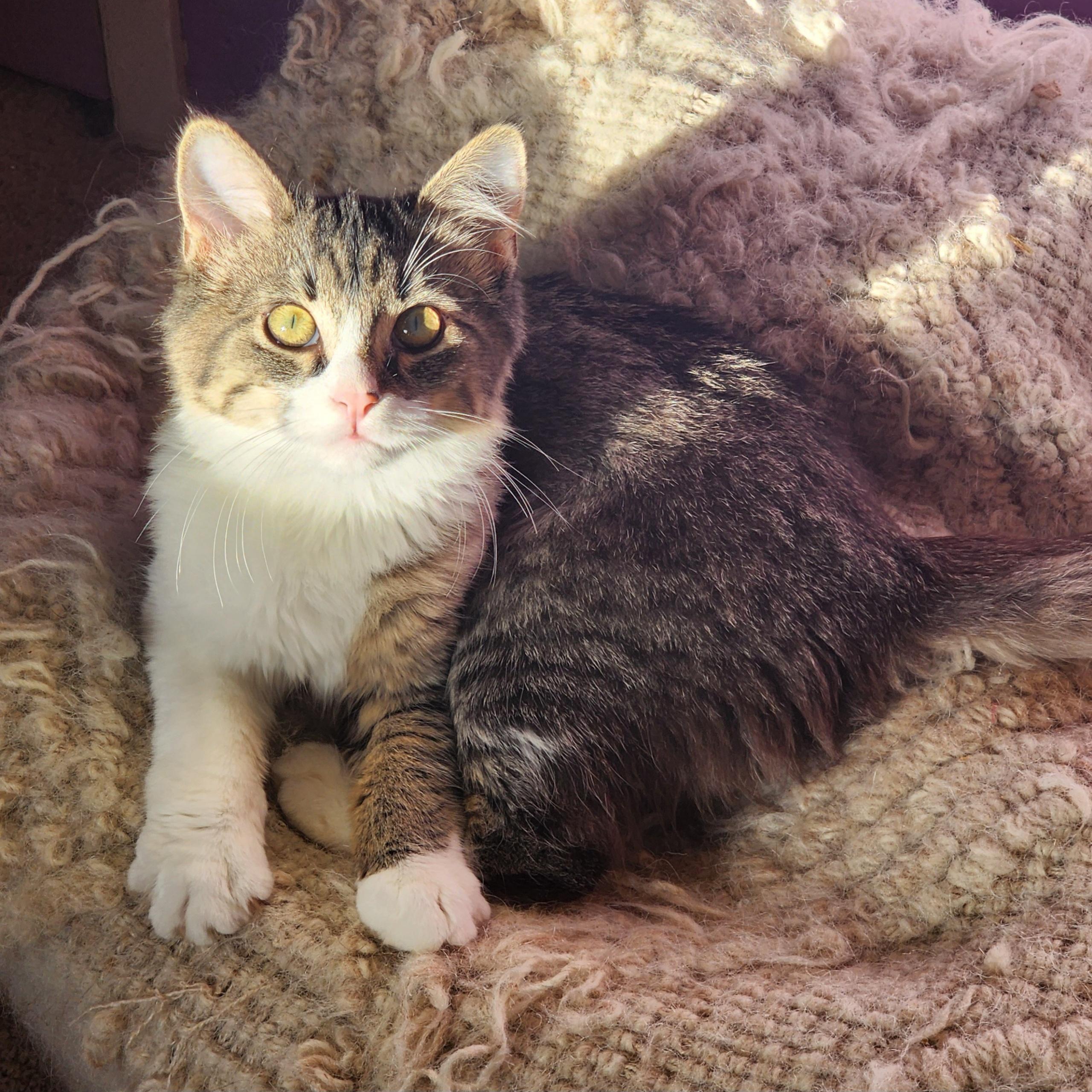 Willow, ADOPTABLE, Kitten Female Tabby.