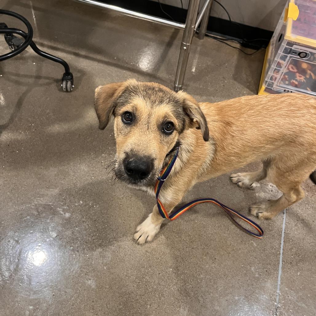 Enlarge Roy Kent, a Adoptable mixed breed in Washburn, MO image 1/1