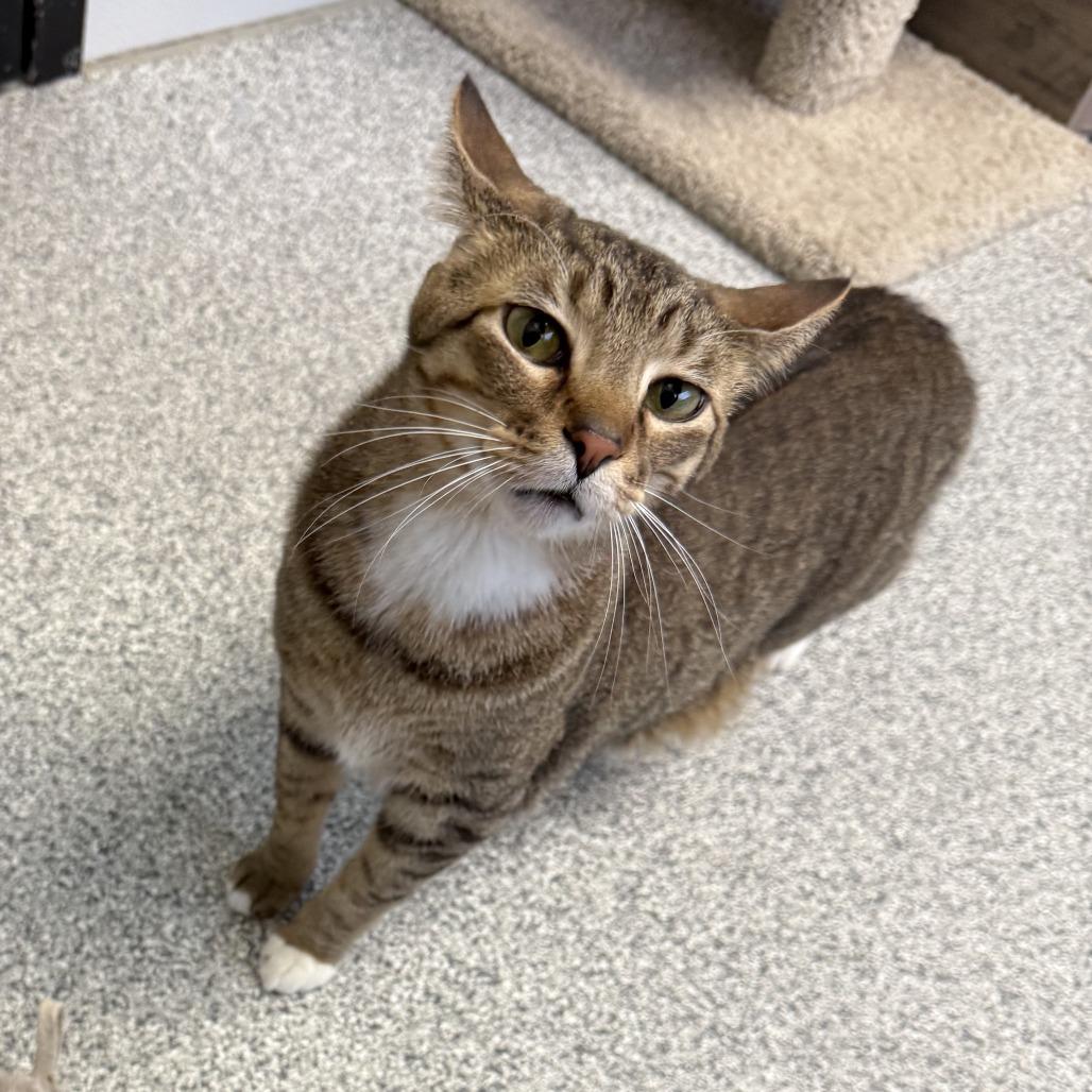 Spook, ADOPTABLE, Adult Male Domestic Short Hair.