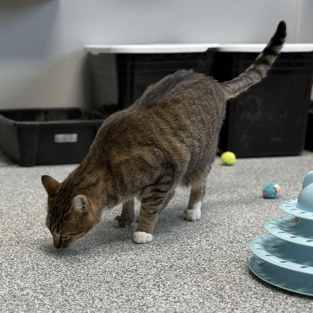 Enlarge Spook, a ADOPTABLE Domestic Short Hair in Monticello, IA image 2/4