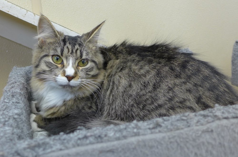 Cat for adoption Fluffy, a Domestic Medium Hair & Tiger Mix in