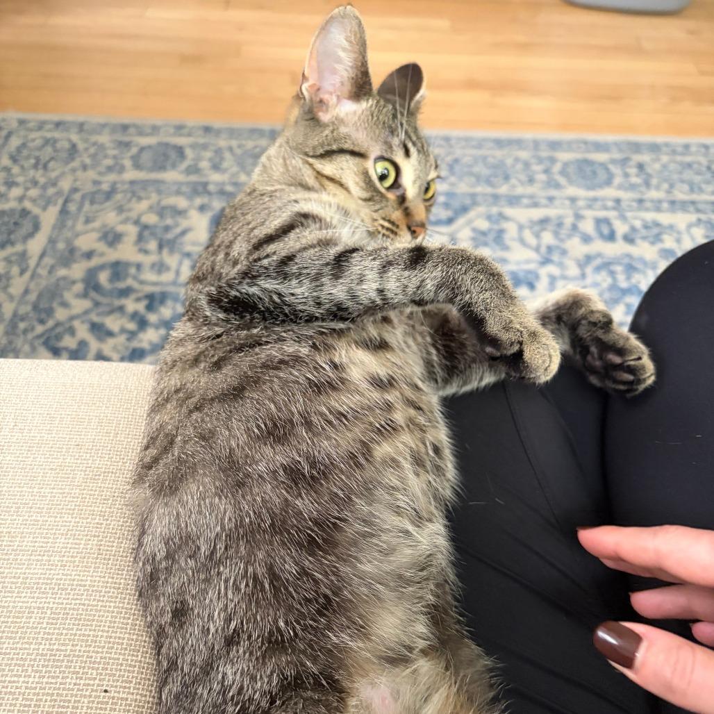 Apple Pie, Adoptable, Young Female Domestic Short Hair.