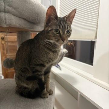 Enlarge Apple Pie, a Adoptable Domestic Short Hair in Evanston, IL image 2/6