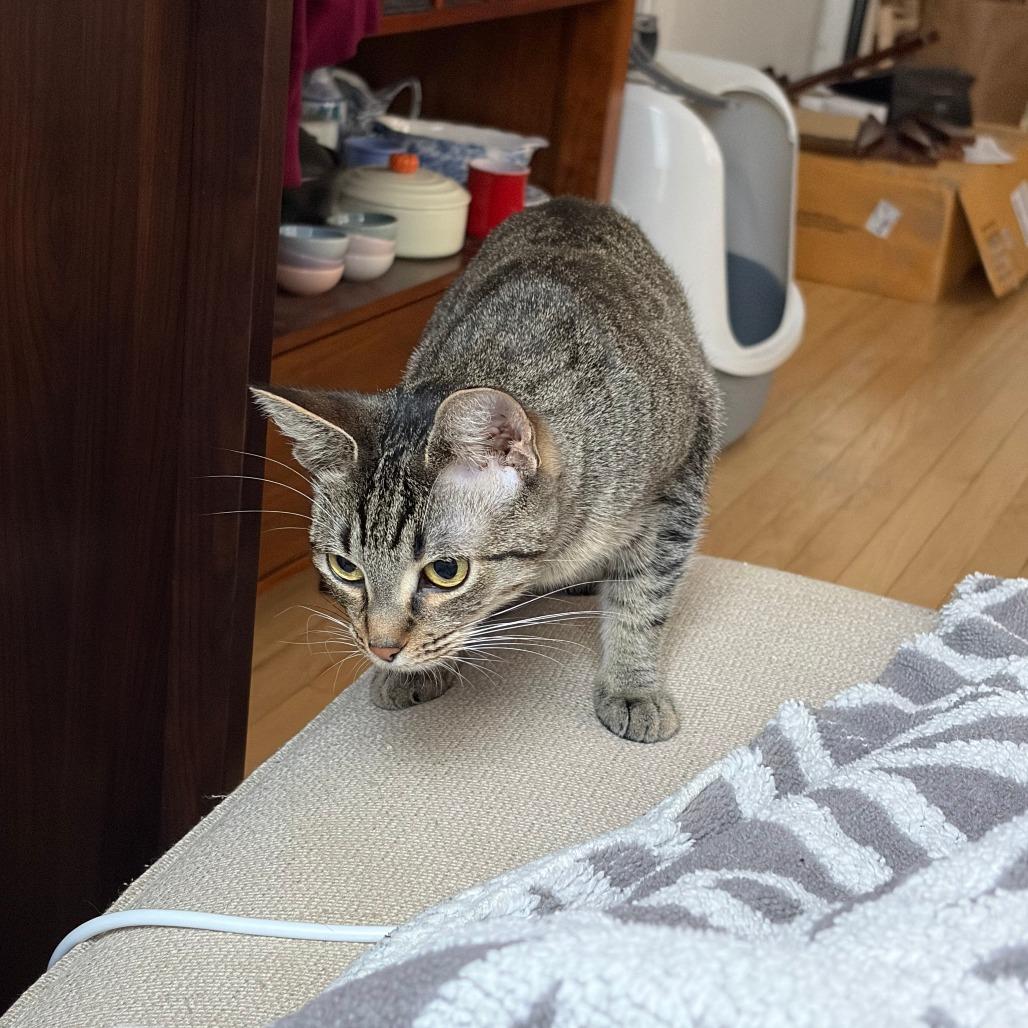 Enlarge Apple Pie, a Adoptable Domestic Short Hair in Evanston, IL image 4/6