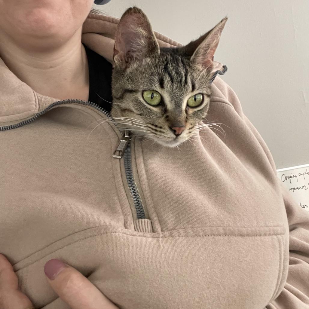 Enlarge Apple Pie, a Adoptable Domestic Short Hair in Evanston, IL image 6/6