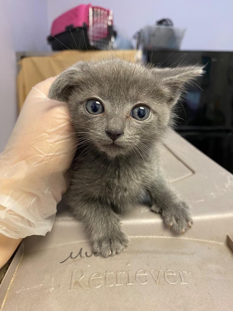 Taco Truck, Adoptable, Kitten Male Domestic Short Hair.