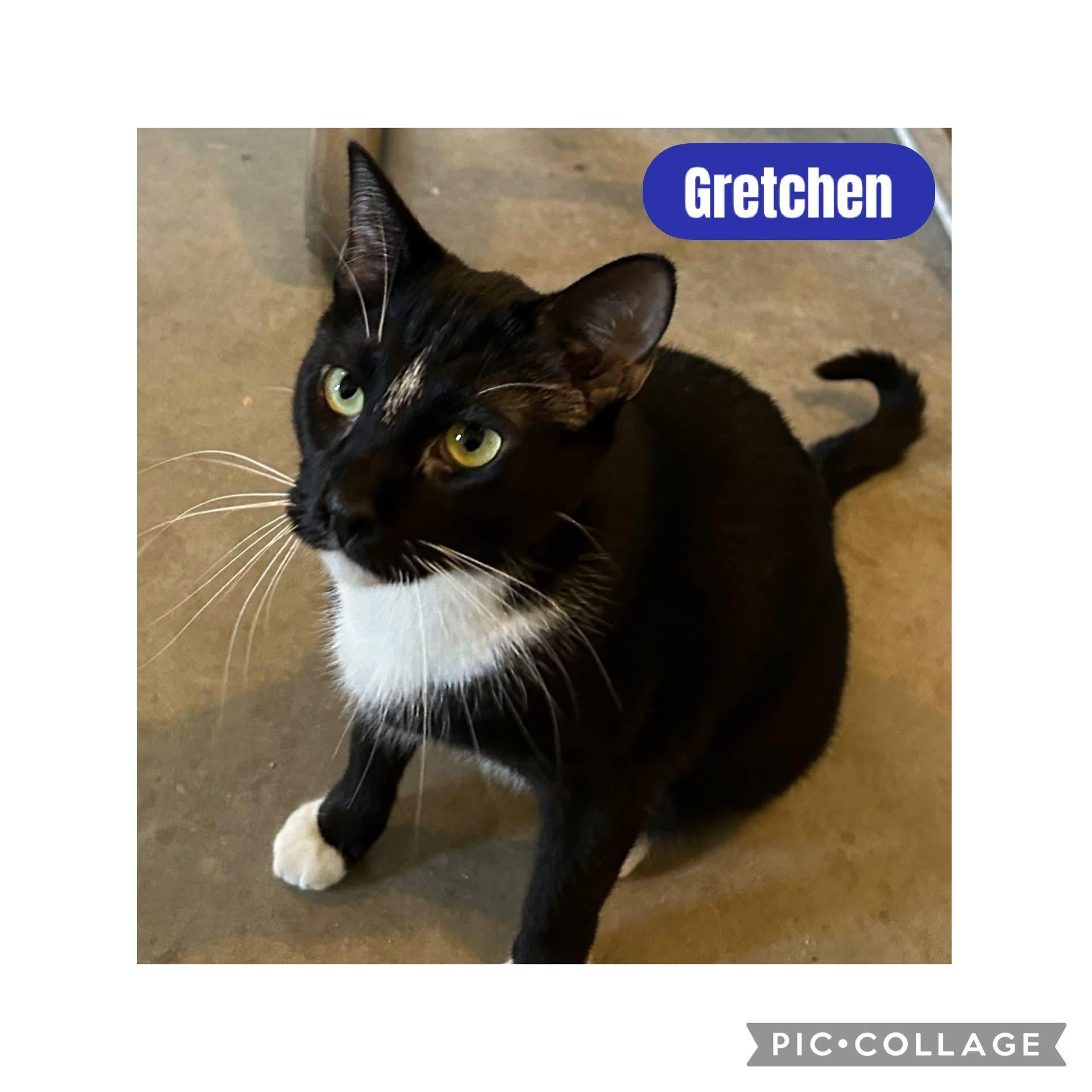 Enlarge Gretchen, a Adoptable Domestic Short Hair in Freeland, MI image 1/1