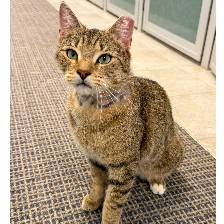 Enlarge Tigger, a ADOPTABLE Domestic Short Hair in Stamford, CT image 5/5