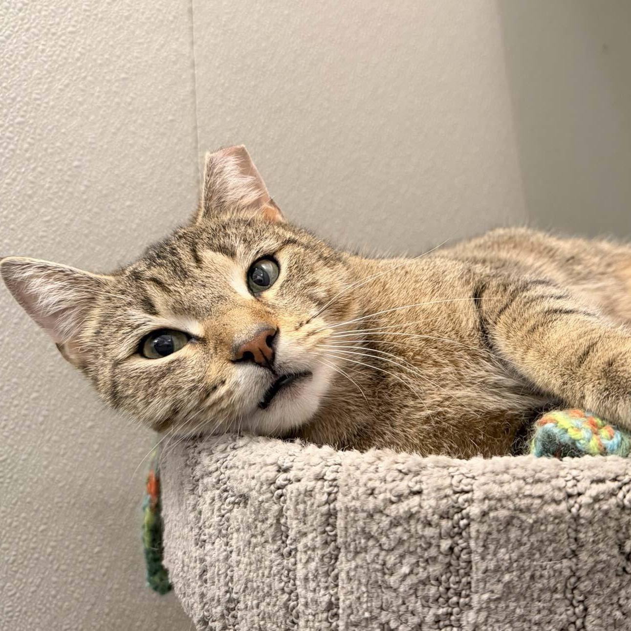 Enlarge Tigger, a ADOPTABLE Domestic Short Hair in Stamford, CT image 2/5