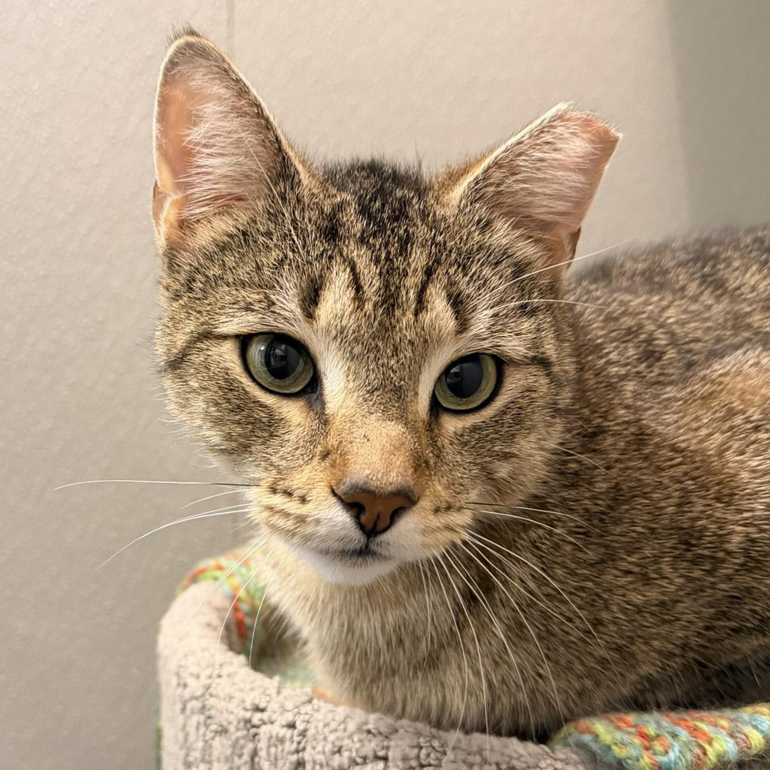 Enlarge Tigger, a ADOPTABLE Domestic Short Hair in Stamford, CT image 3/5