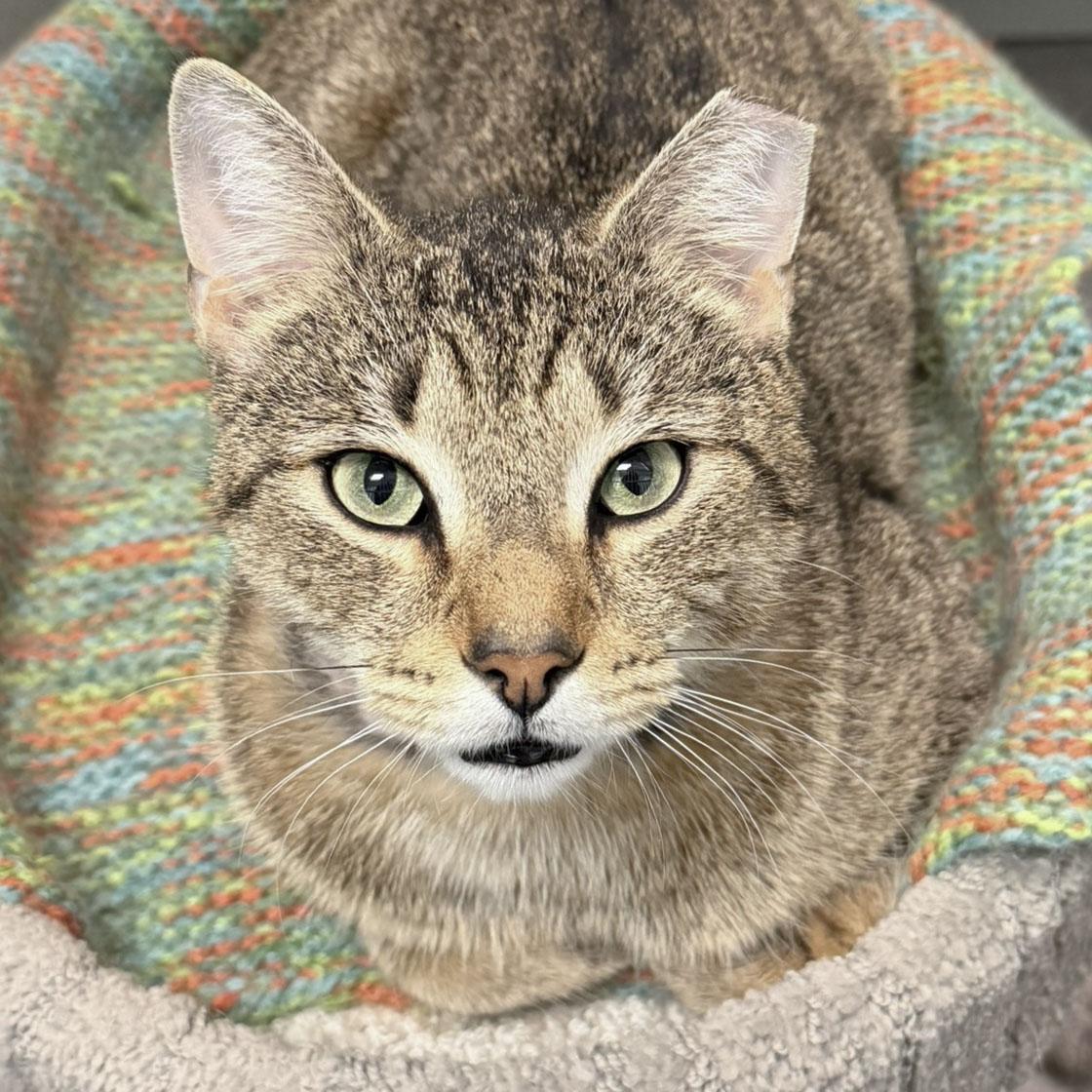 Tigger, ADOPTABLE, Young Male Domestic Short Hair.