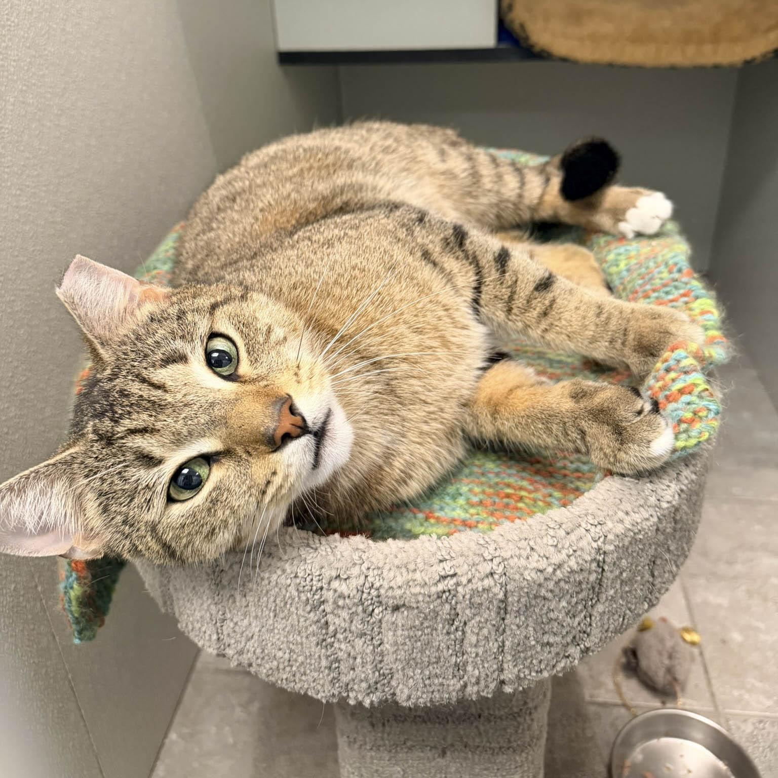 Enlarge Tigger, a ADOPTABLE Domestic Short Hair in Stamford, CT image 4/5