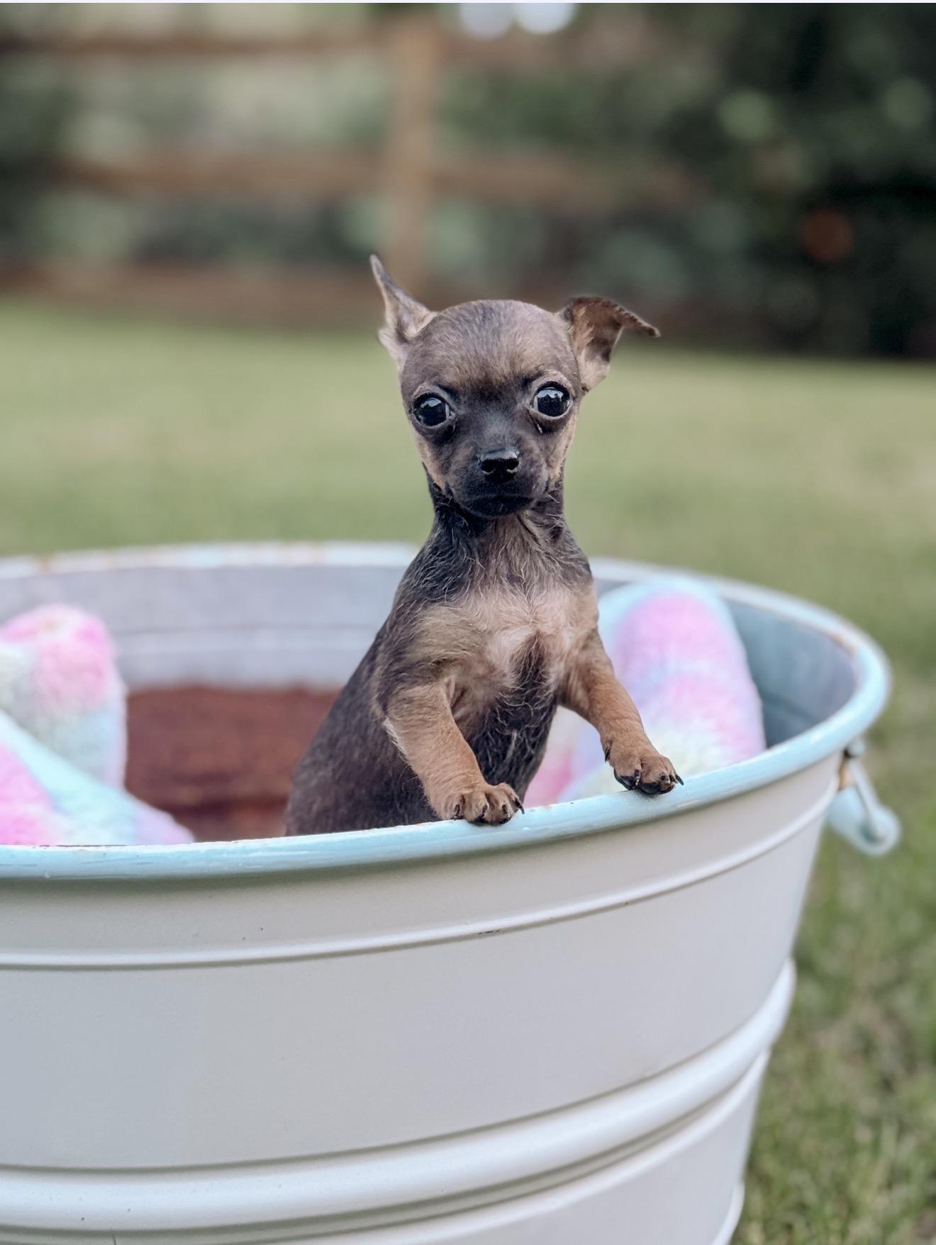 Butterfly, Adoptable, Puppy Female Chihuahua.
