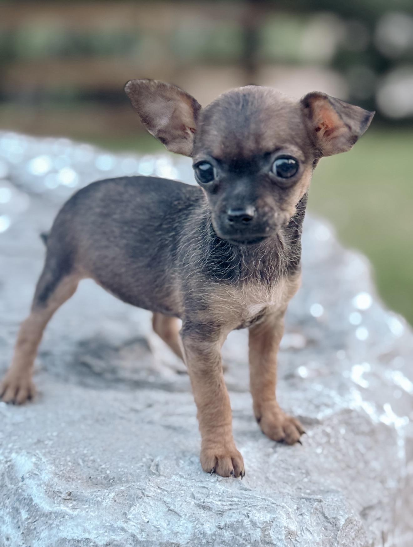 Enlarge Butterfly, a Adoptable Chihuahua in Fort Worth, TX image 2/3