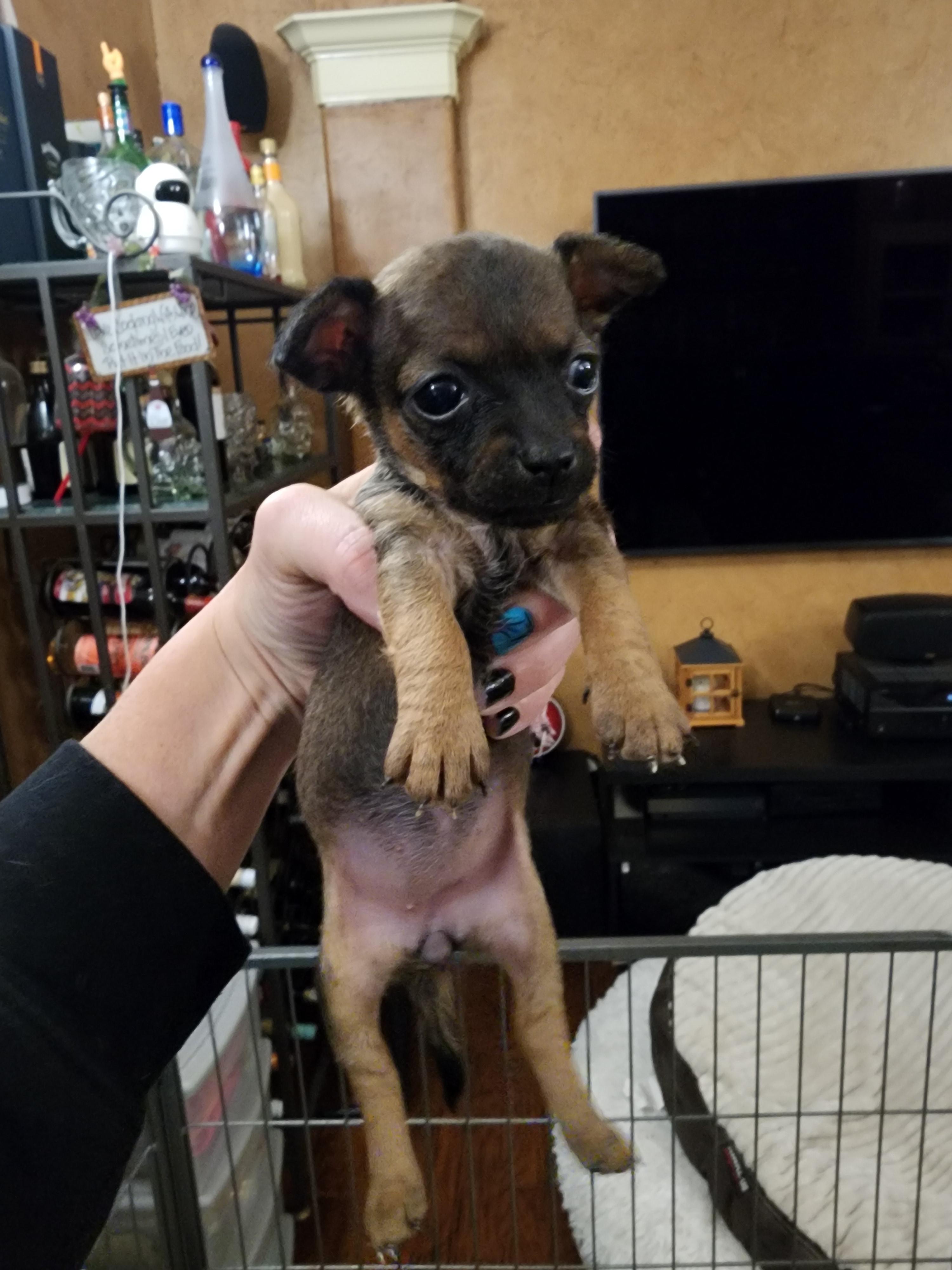Enlarge Butterfly, a Adoptable Chihuahua in Fort Worth, TX image 3/3
