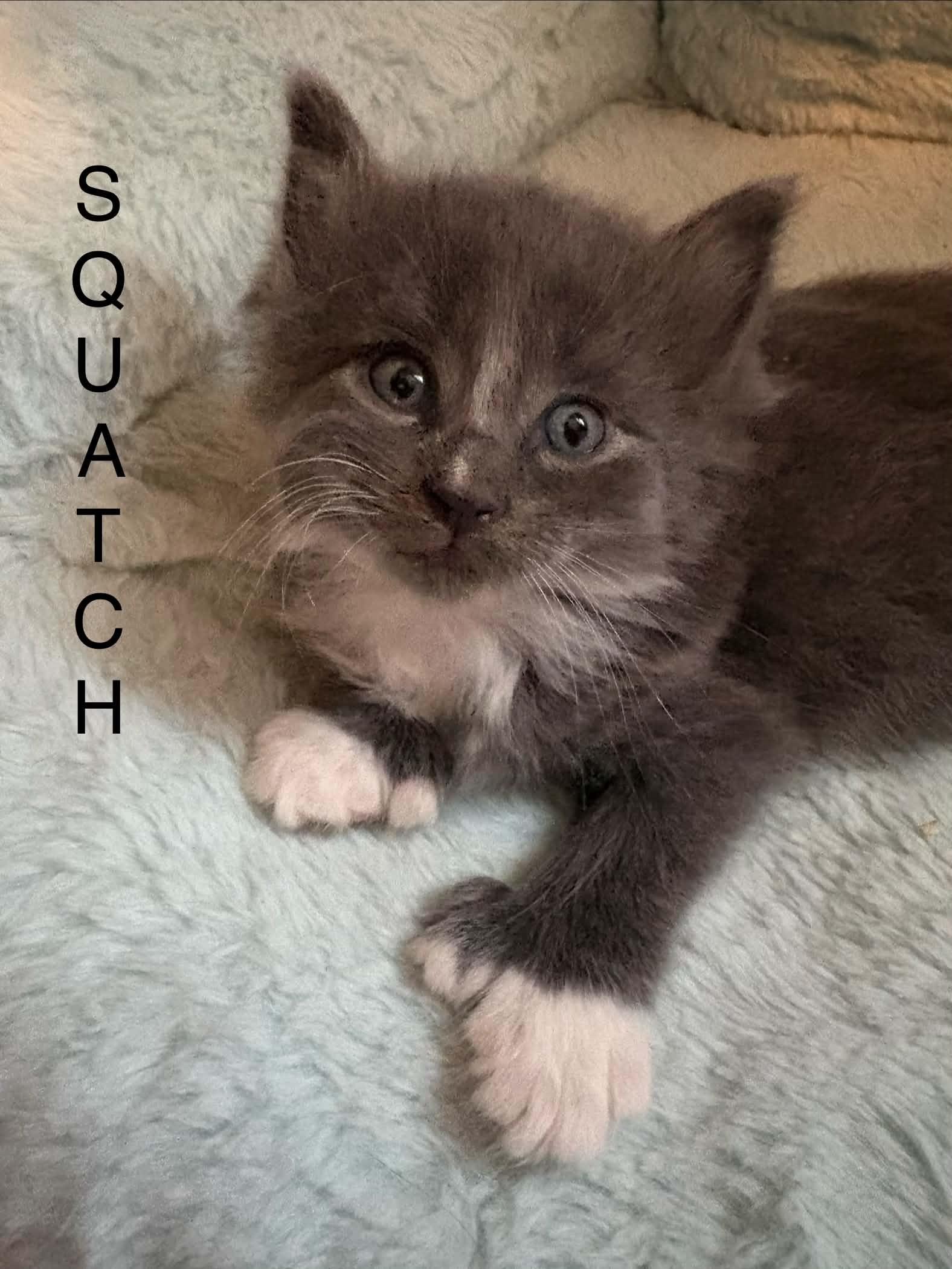 Sawquash, Adoptable, Kitten Female Domestic Medium Hair.