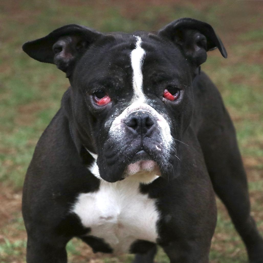 Marley Trini, Adoptable, Adult Female American Bulldog.