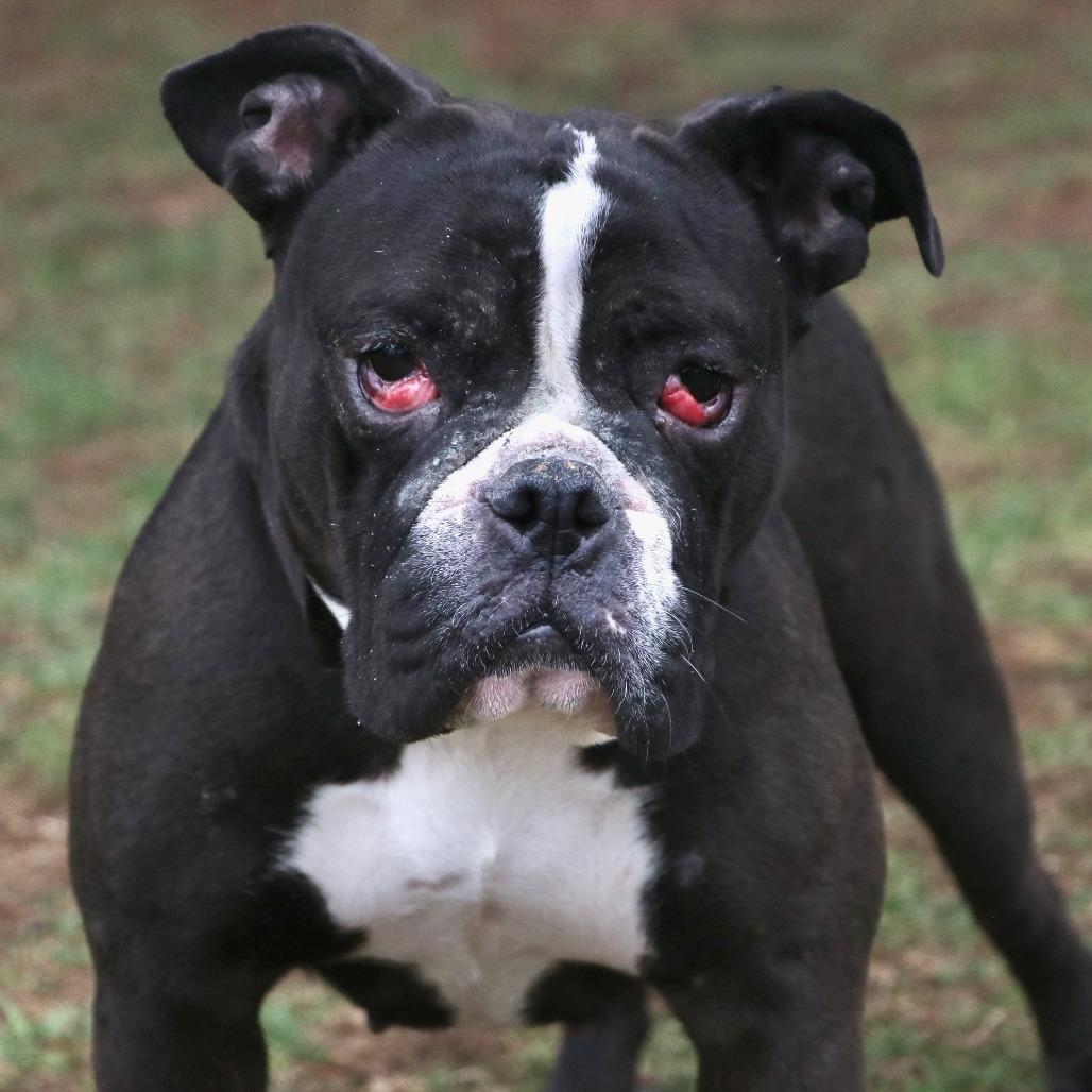 Enlarge Marley Trini, a Adoptable American Bulldog in Allentown, PA image 2/4