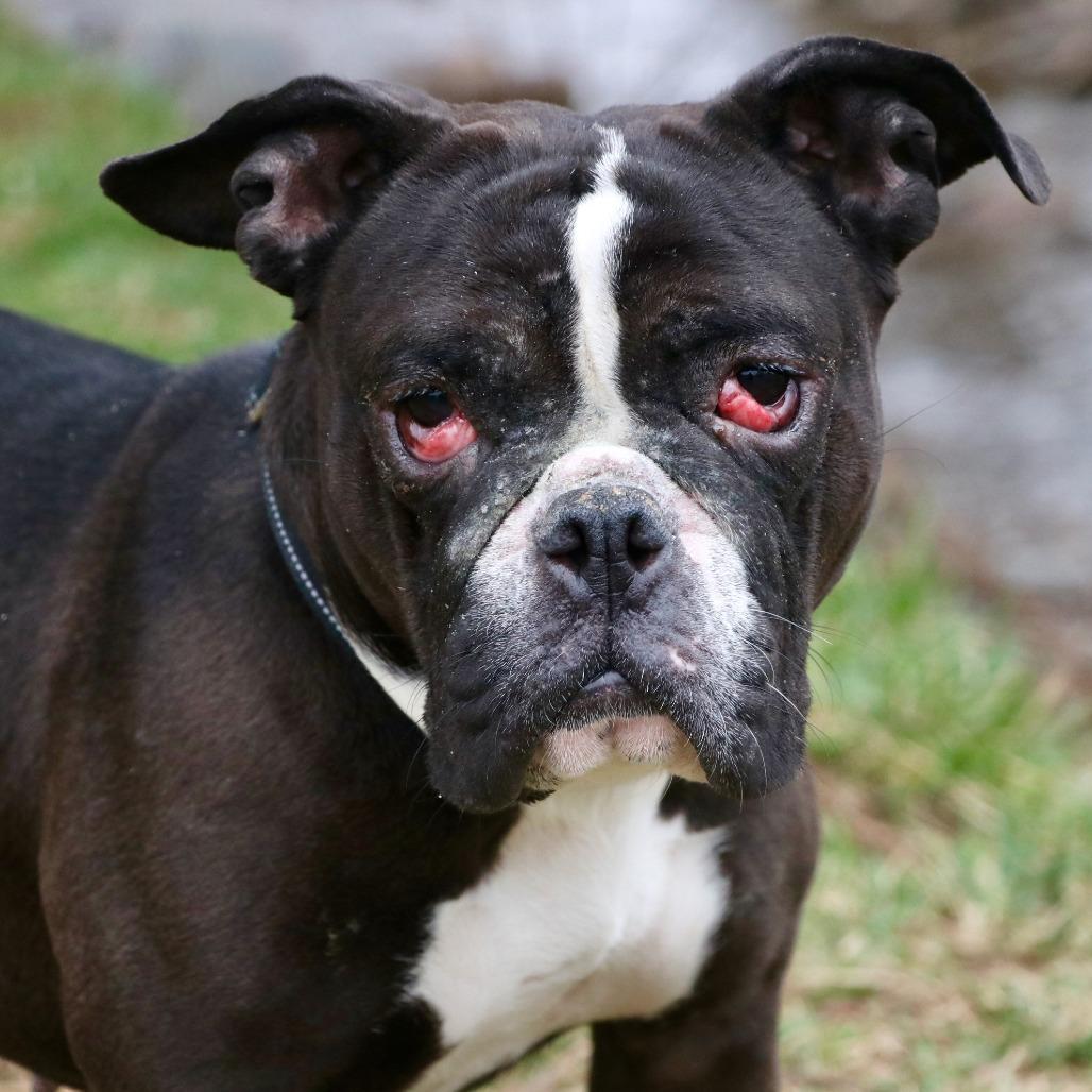 Enlarge Marley Trini, a Adoptable American Bulldog in Allentown, PA image 3/4