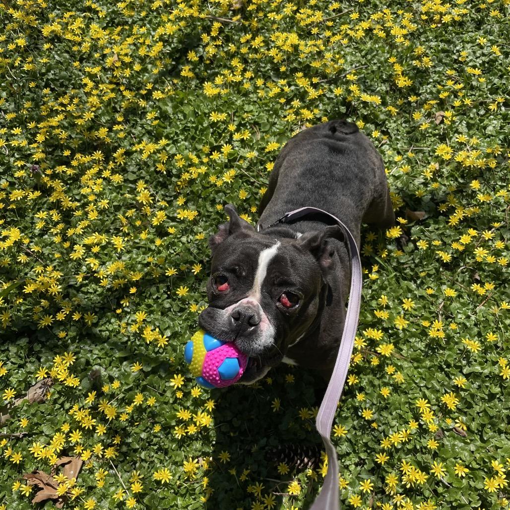 Enlarge Marley Trini, a Adoptable American Bulldog in Allentown, PA image 4/4