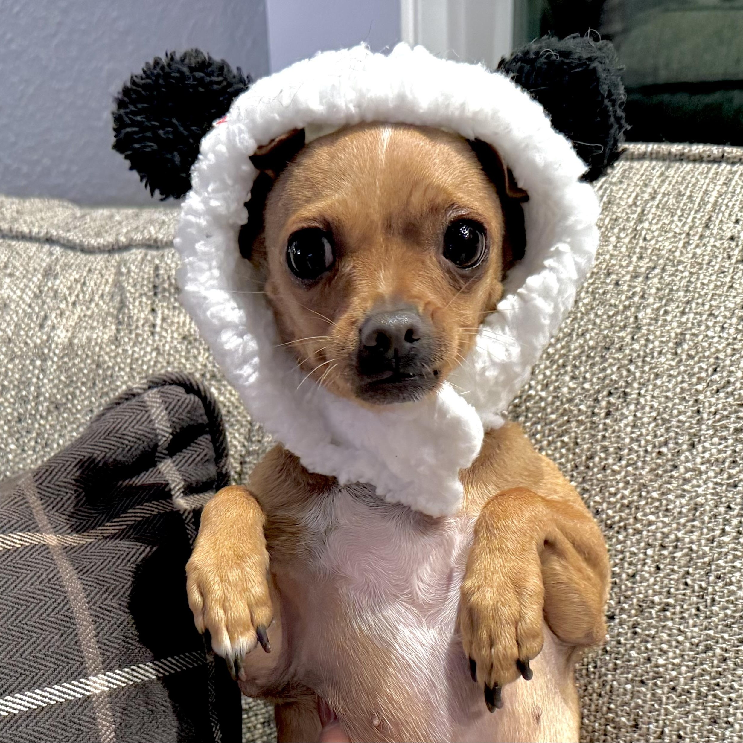 Annie, adopted, Adult Female Chihuahua & Terrier.