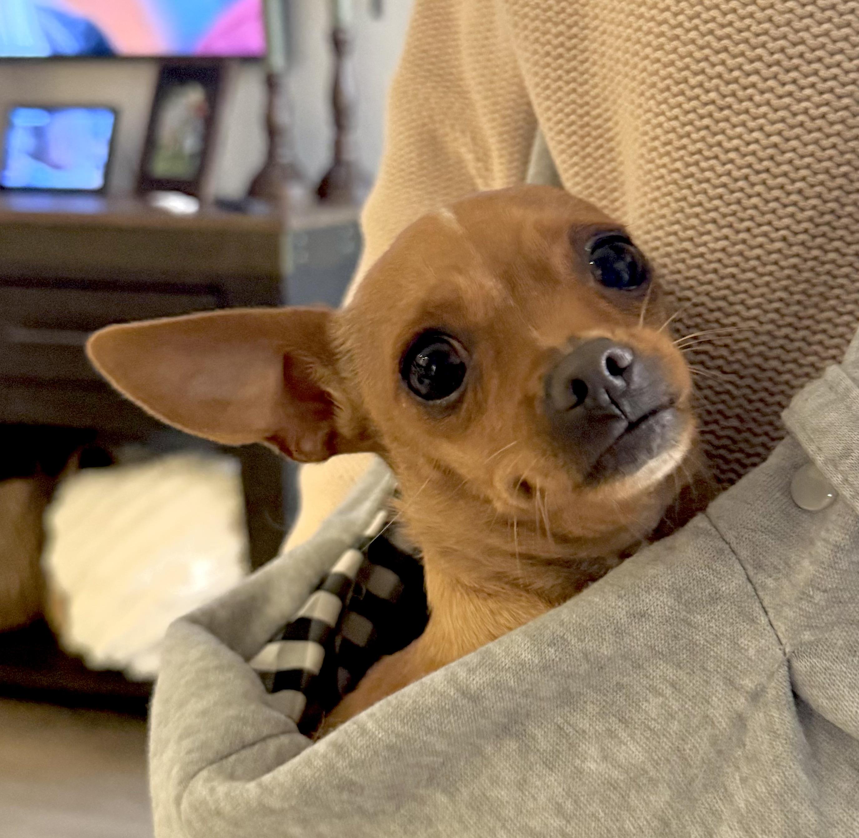 Annie, adopted, Adult Female Chihuahua & Terrier.