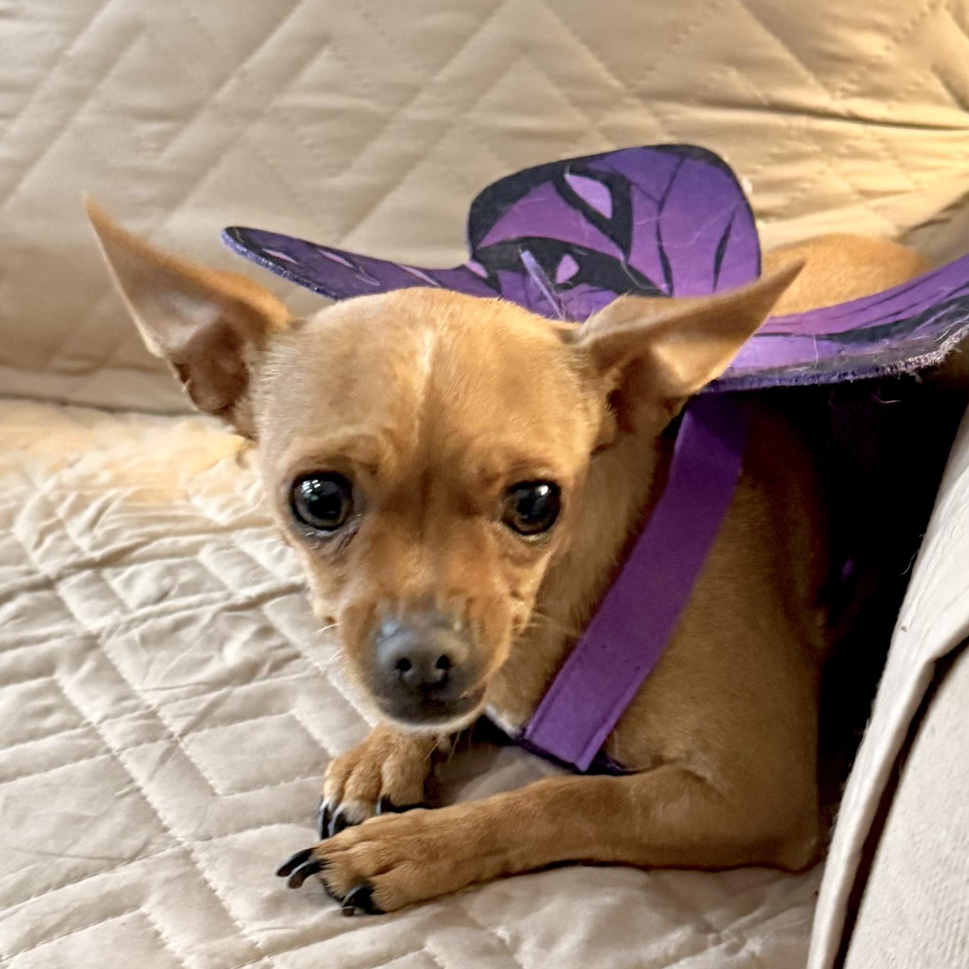 Enlarge Annie, an adopted mixed breed in Saint Helens, OR image 3/6