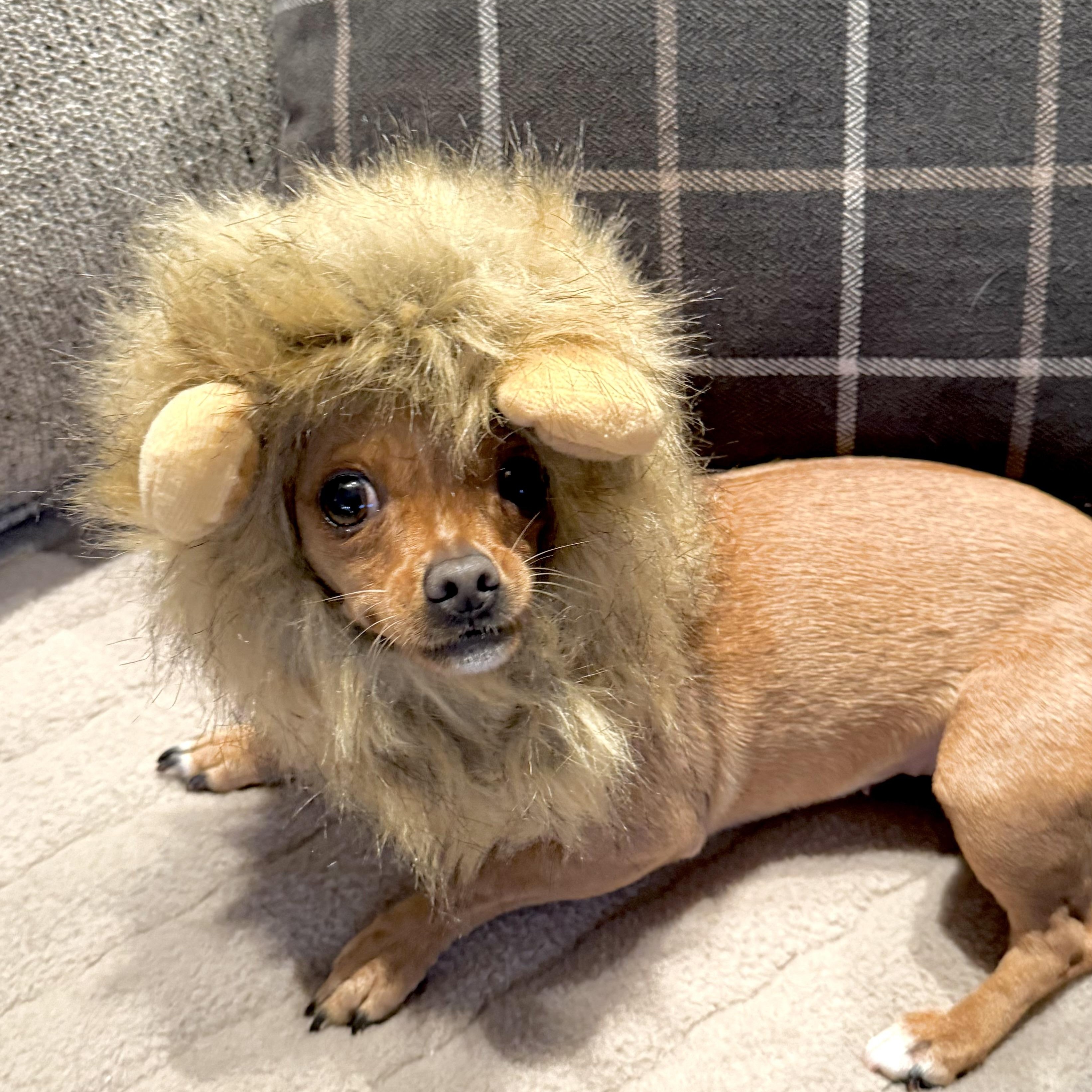 Enlarge Annie, an adopted mixed breed in Saint Helens, OR image 4/6