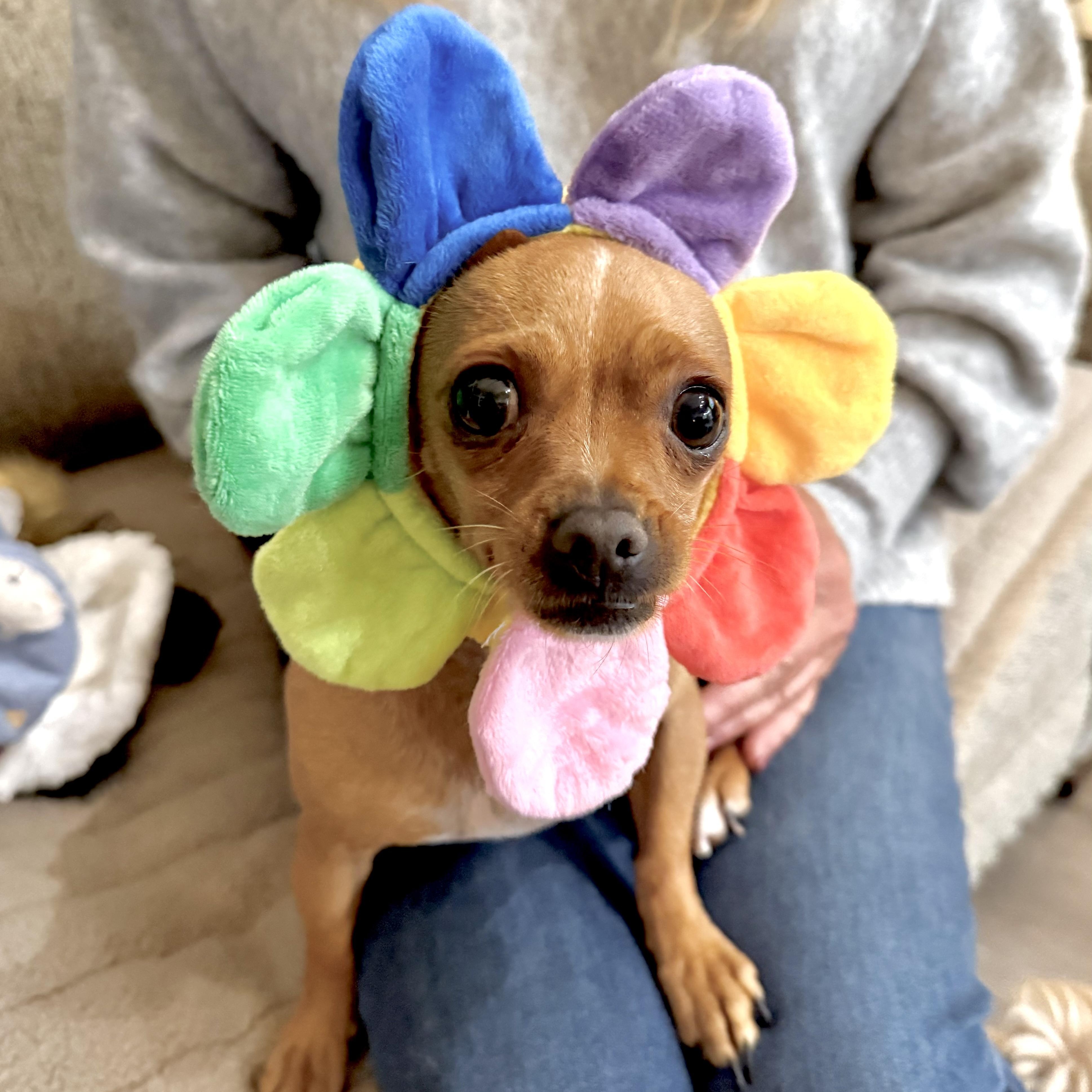Enlarge Annie, an adopted mixed breed in Saint Helens, OR image 5/6