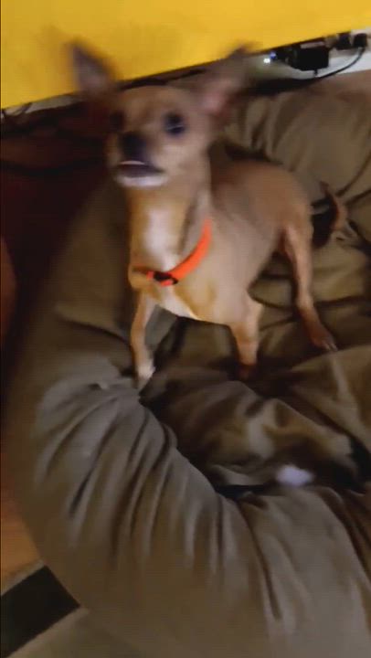 Enlarge Annie, an adopted mixed breed in Saint Helens, OR video 6/6