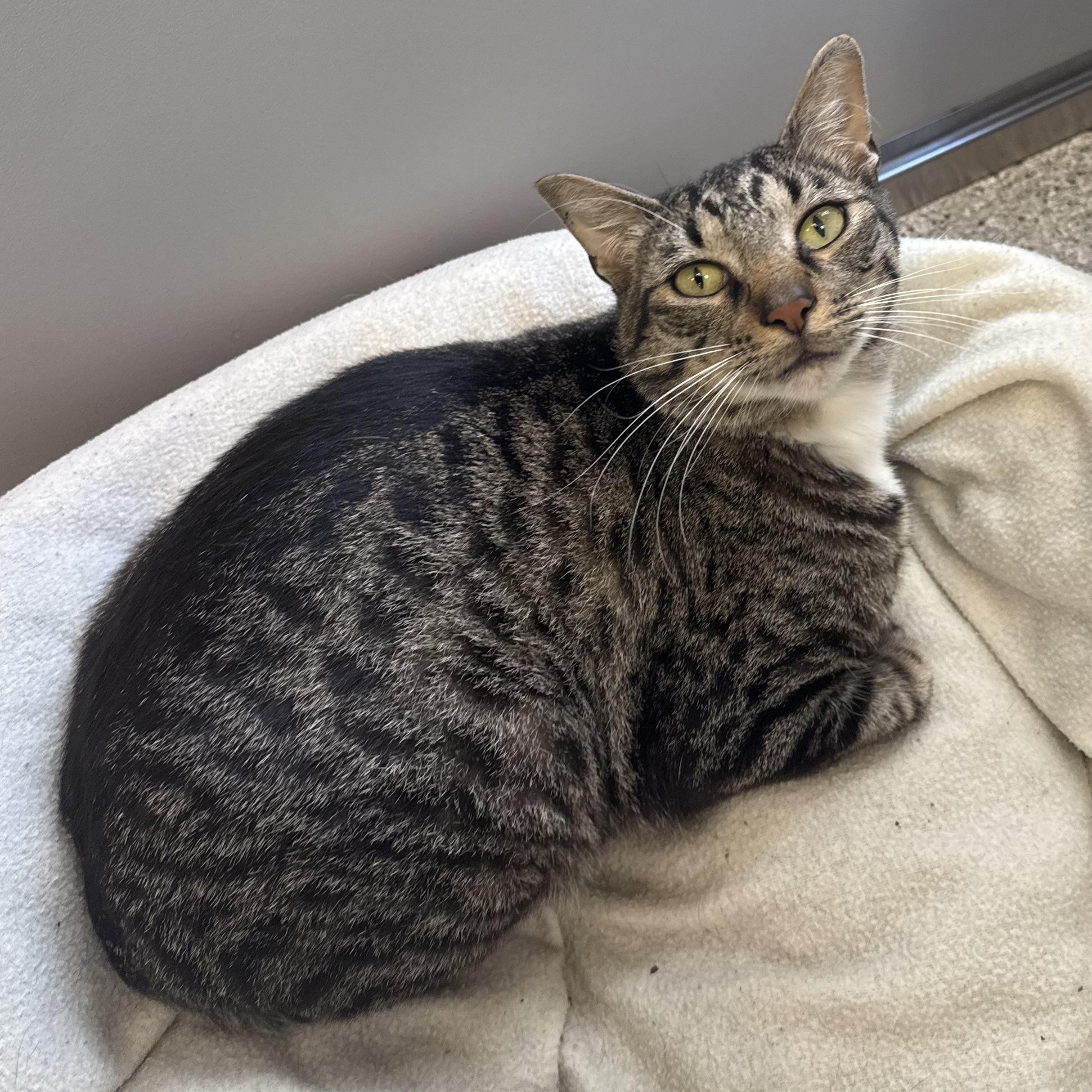 Yoshi, ADOPTABLE, Adult Male Domestic Short Hair.