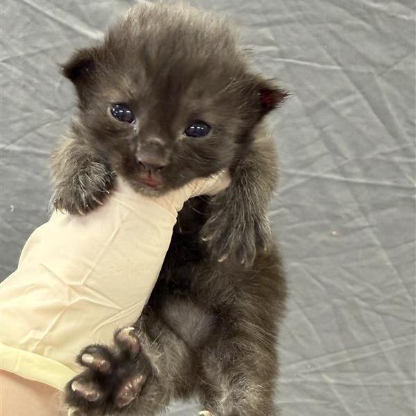 Molly, Adoptable, Kitten Female Domestic Short Hair.