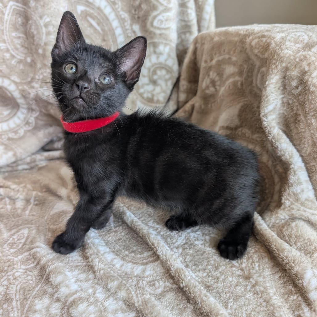 Enlarge Molly, a Adoptable Domestic Short Hair in Houston, TX image 2/6