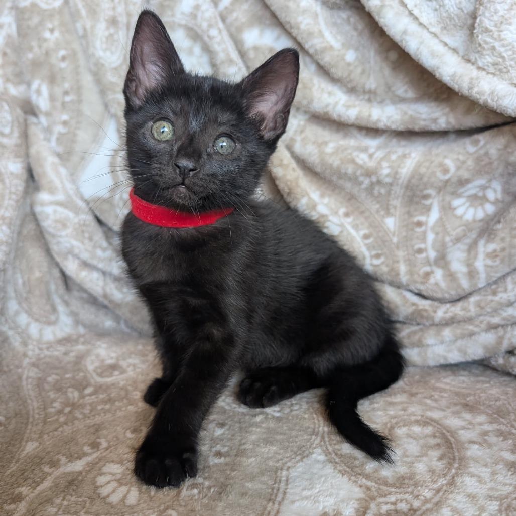 Enlarge Molly, a Adoptable Domestic Short Hair in Houston, TX image 3/6