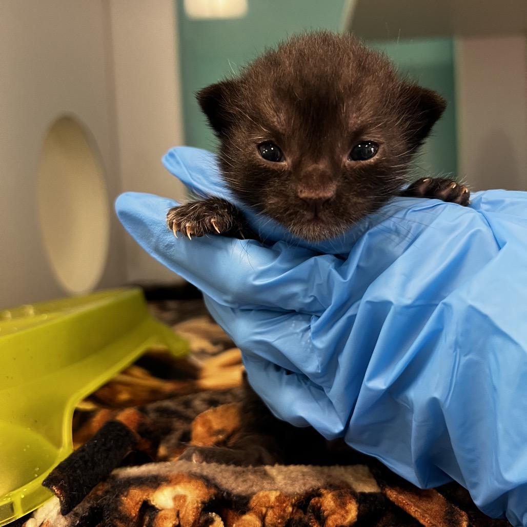 Enlarge Molly, a Adoptable Domestic Short Hair in Houston, TX image 4/6