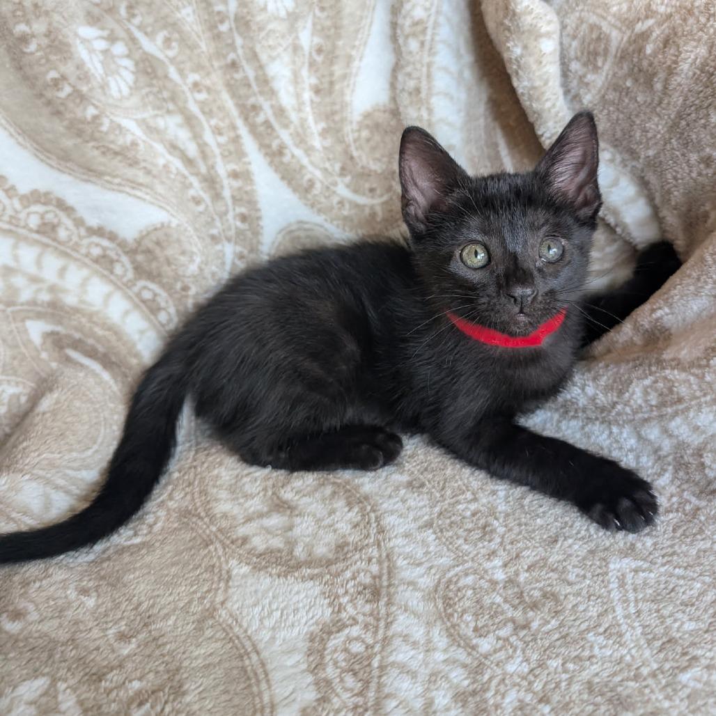 Enlarge Molly, a Adoptable Domestic Short Hair in Houston, TX image 5/6