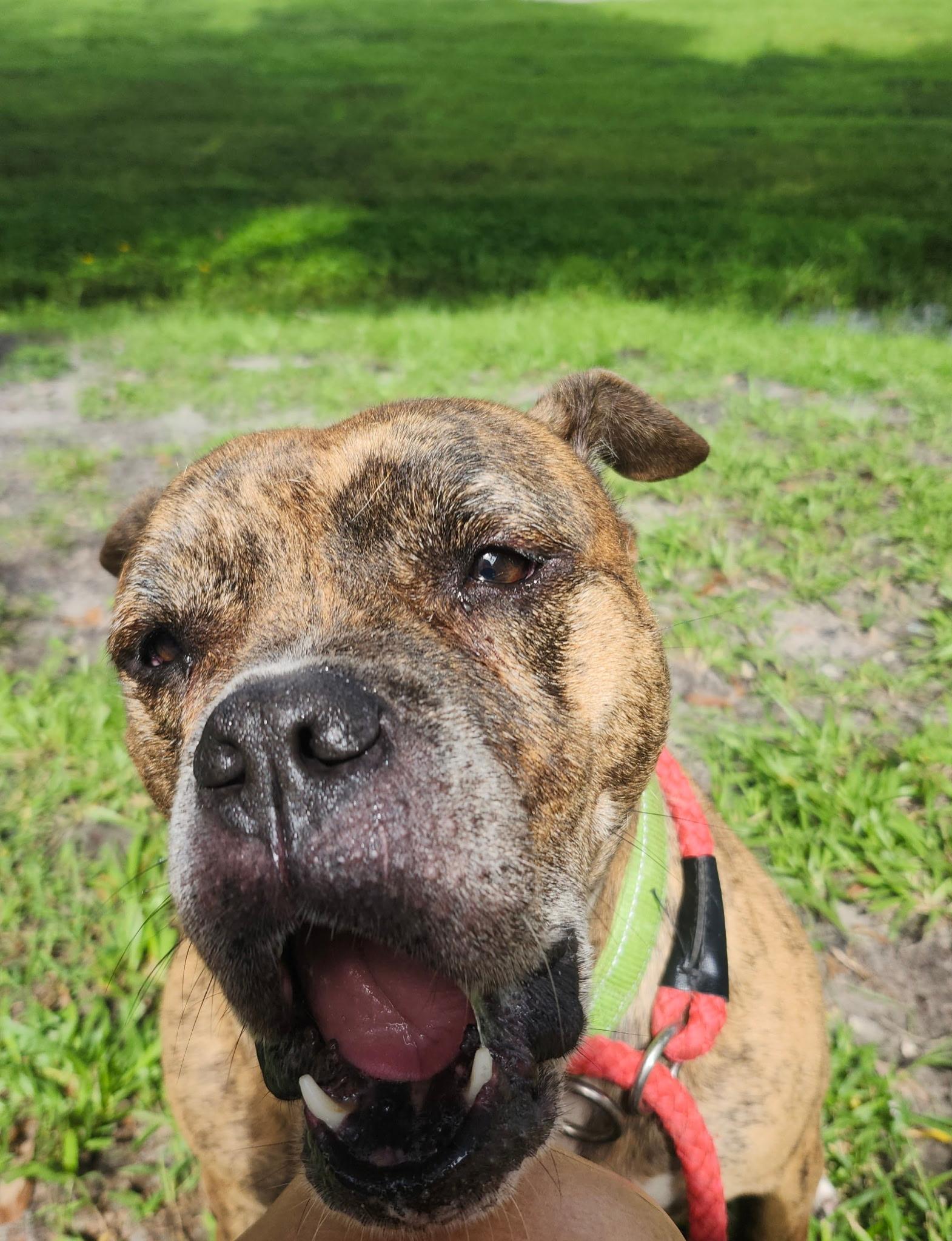Rita Bonita, Adoptable, Adult Female English Bulldog & Boxer.