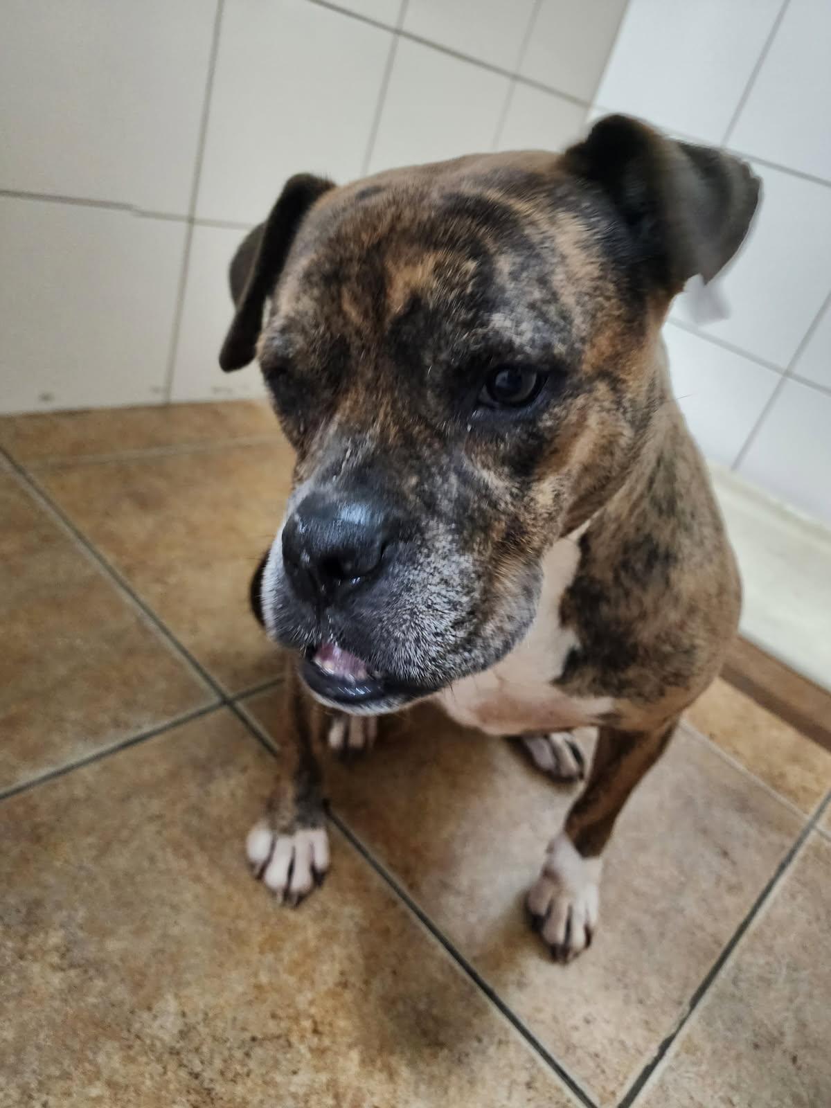 Rita Bonita, a Adoptable mixed breed in Stuart, FL image 2/4