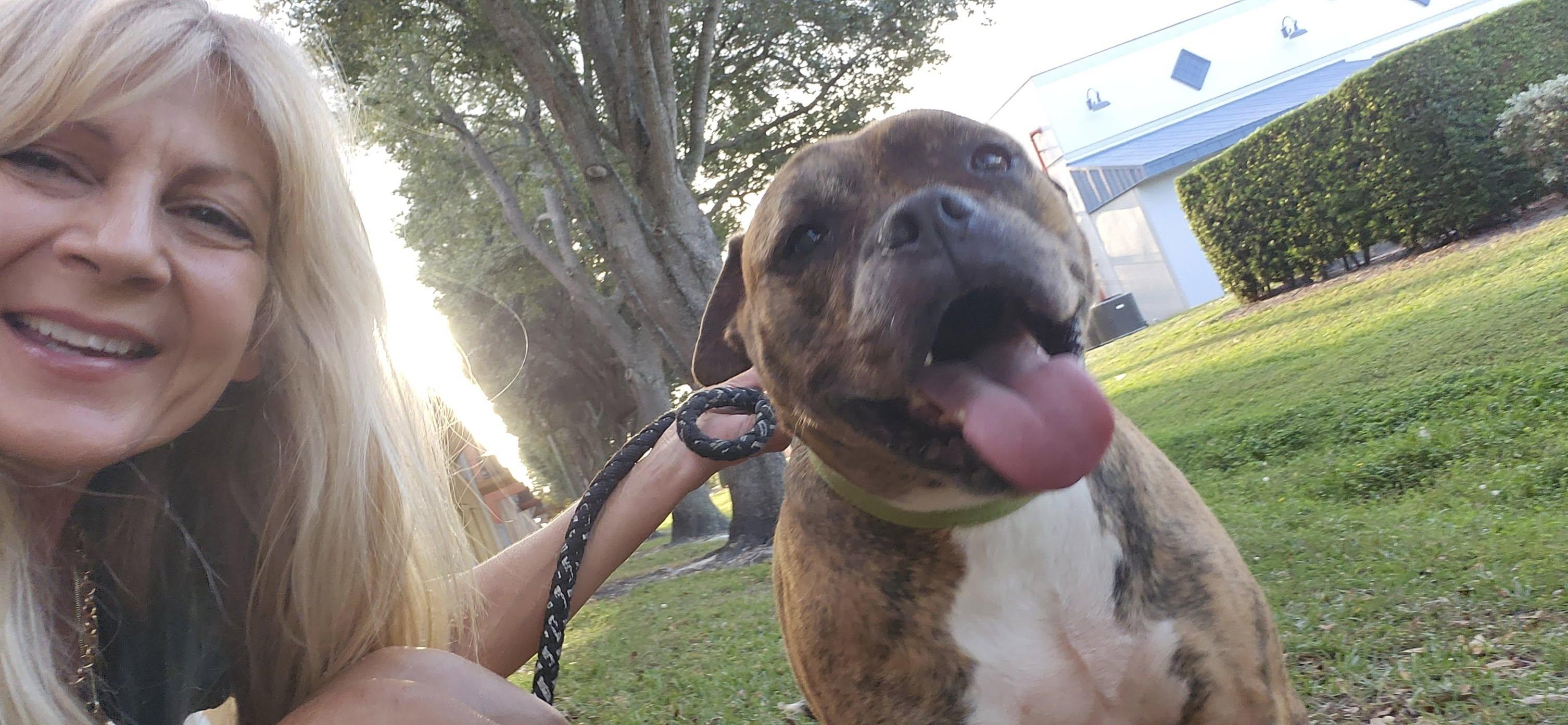 Rita, Adoptable, Adult Female English Bulldog & Boxer.