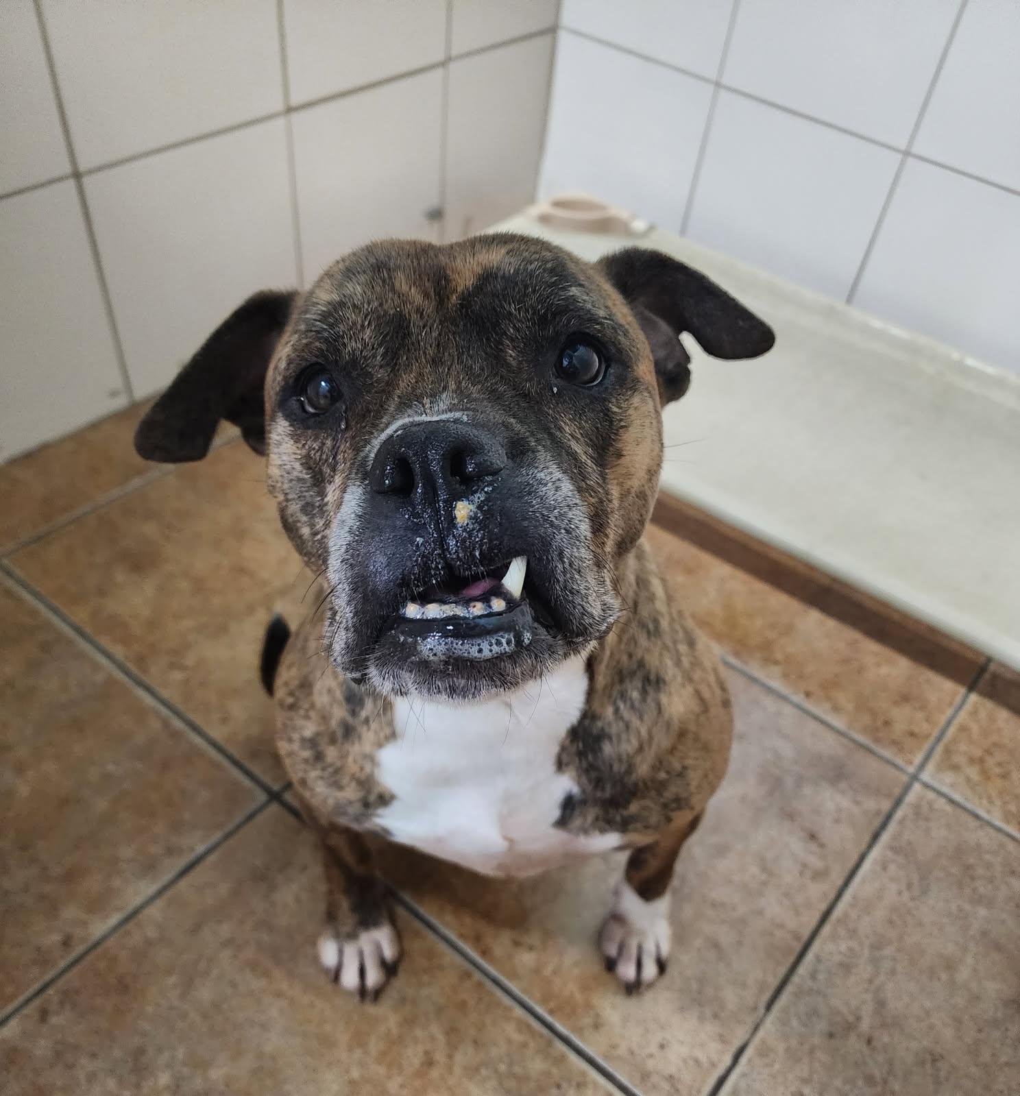 Rita Bonita, a Adoptable mixed breed in Stuart, FL image 3/4