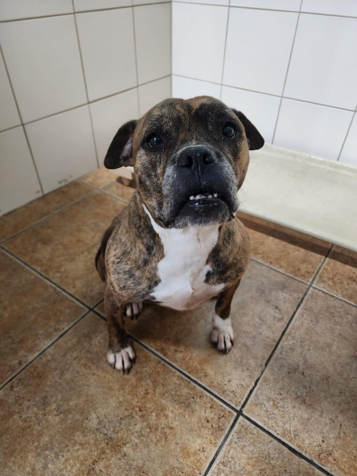 Rita Bonita, a Adoptable mixed breed in Stuart, FL image 4/4