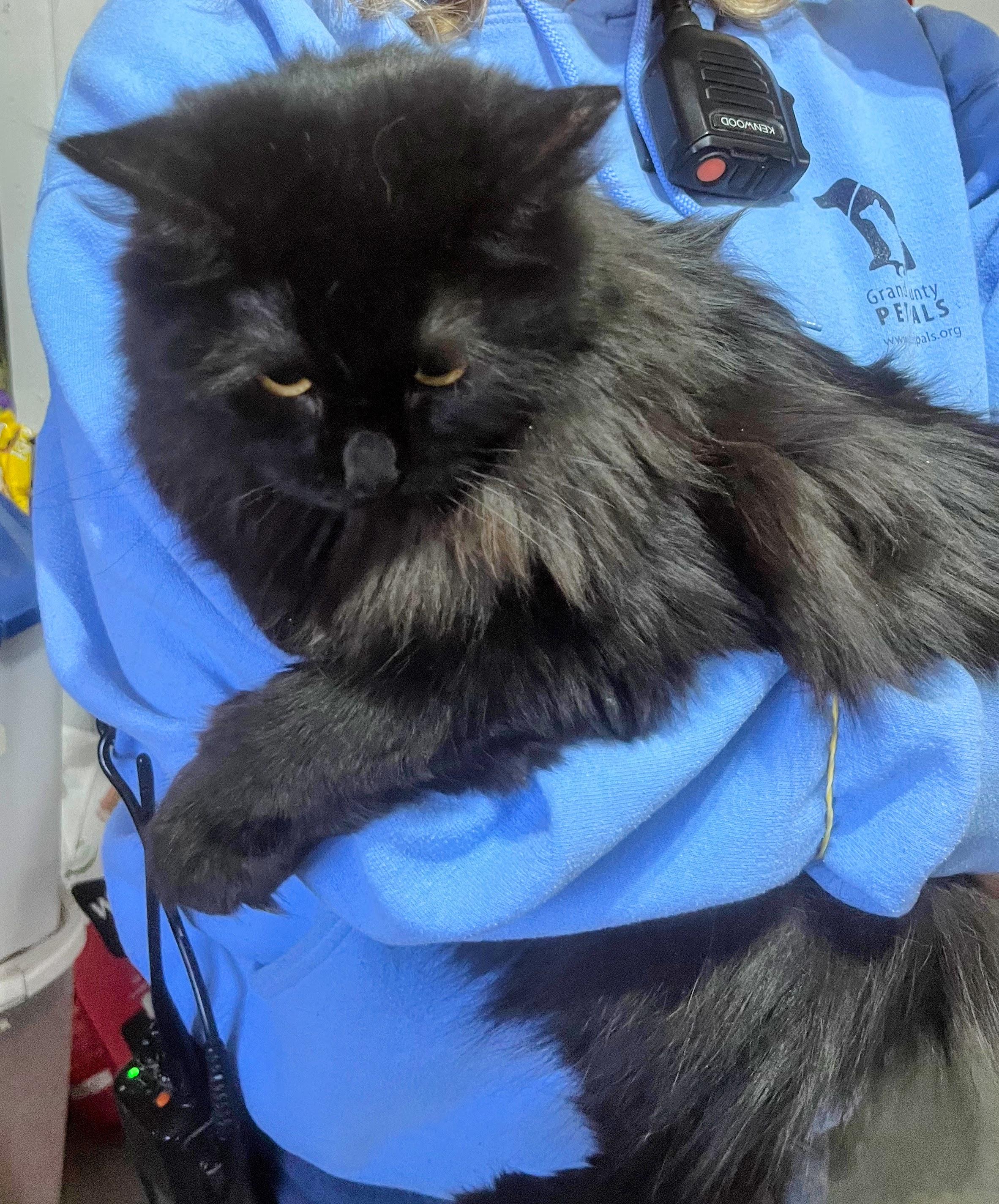 Enlarge Charmine, a ADOPTABLE Norwegian Forest Cat in Nucla, CO image 1/1