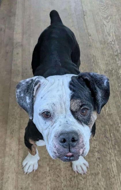 Maude, a Adoptable American Bulldog in Newport, KY image 1/3