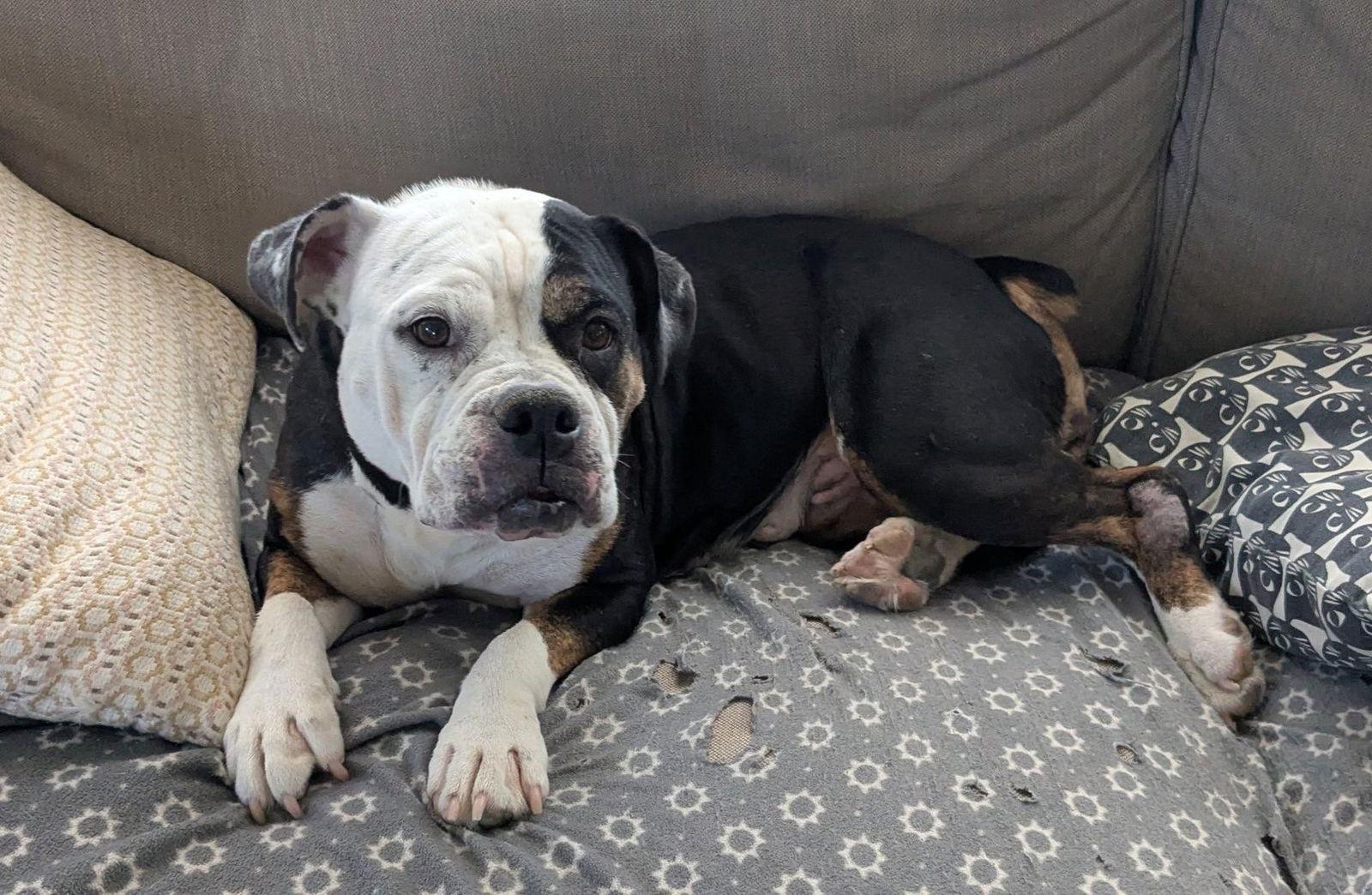 Maude, a Adoptable American Bulldog in Newport, KY image 2/3