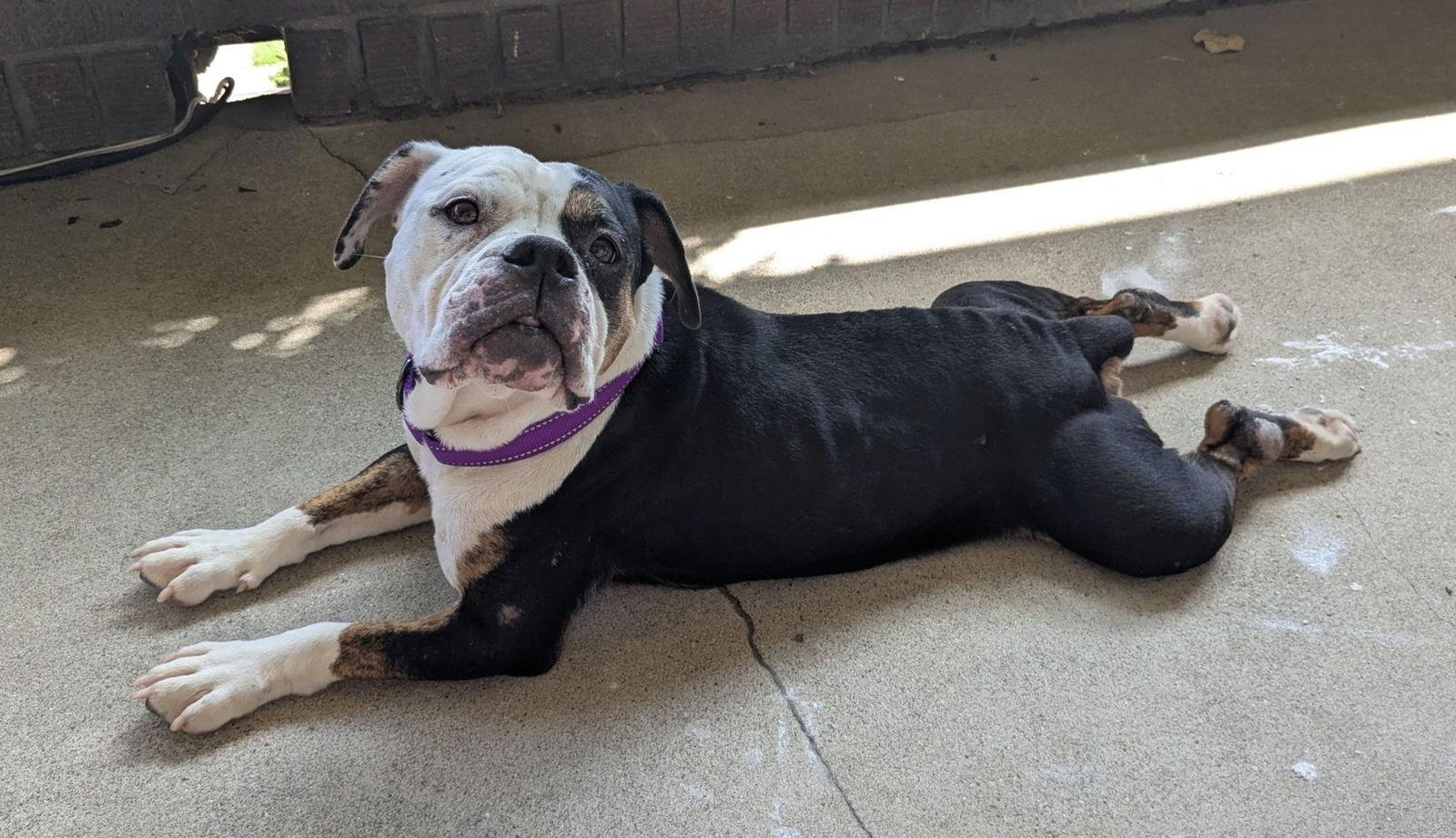 Maude, a Adoptable American Bulldog in Newport, KY image 3/3