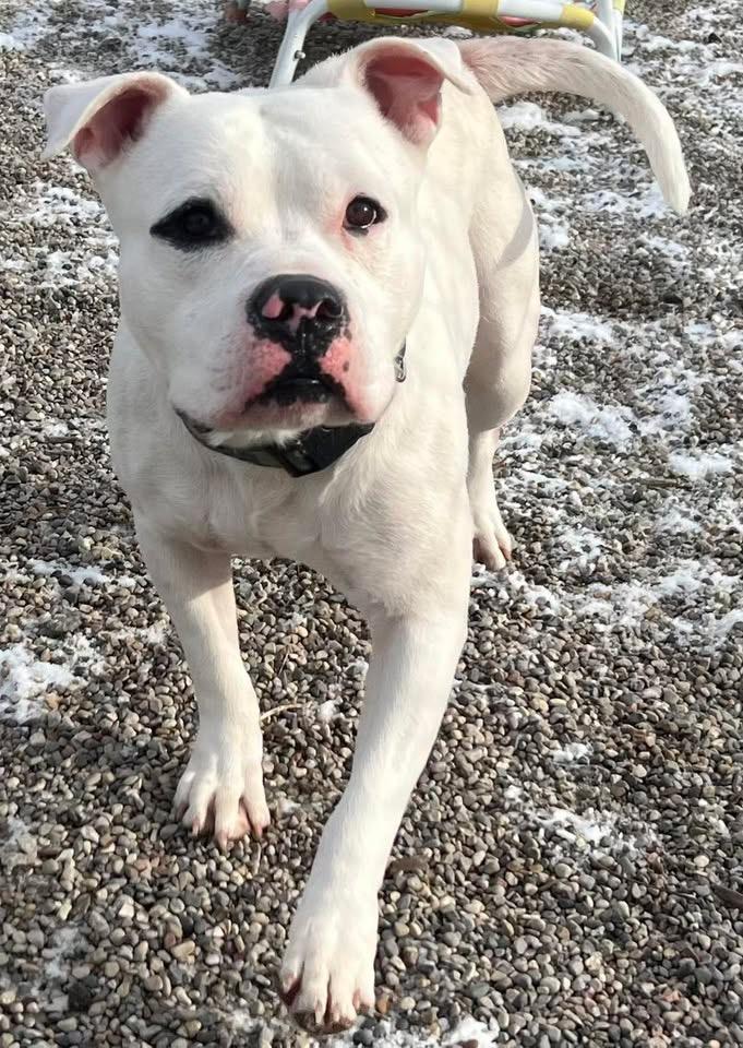 Enlarge Mello, a ADOPTABLE American Staffordshire Terrier in Pleasant Ridge, MI image 1/3